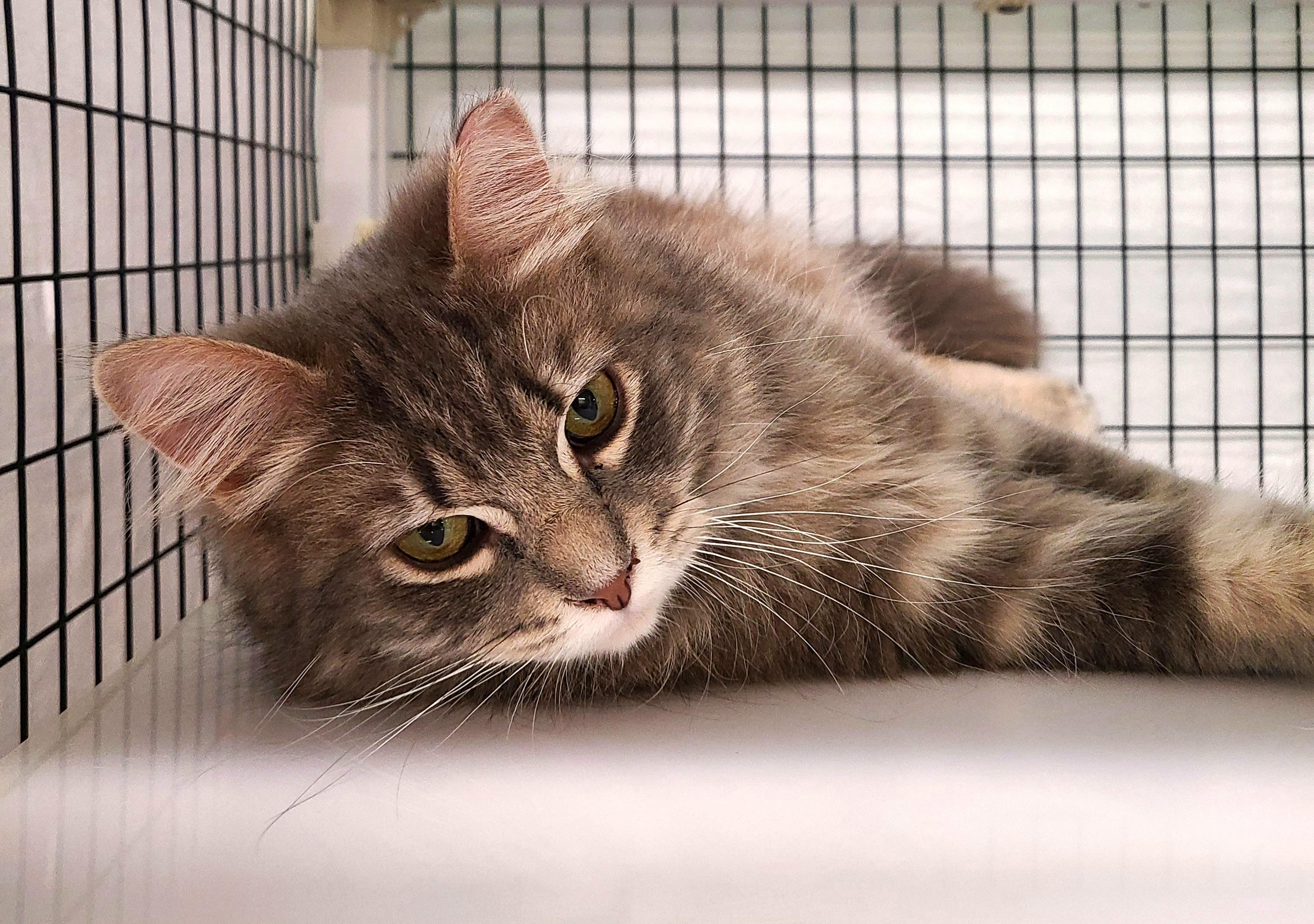 Enlarge Omelette, an adopted Domestic Medium Hair in Kirkland, WA image 1/1