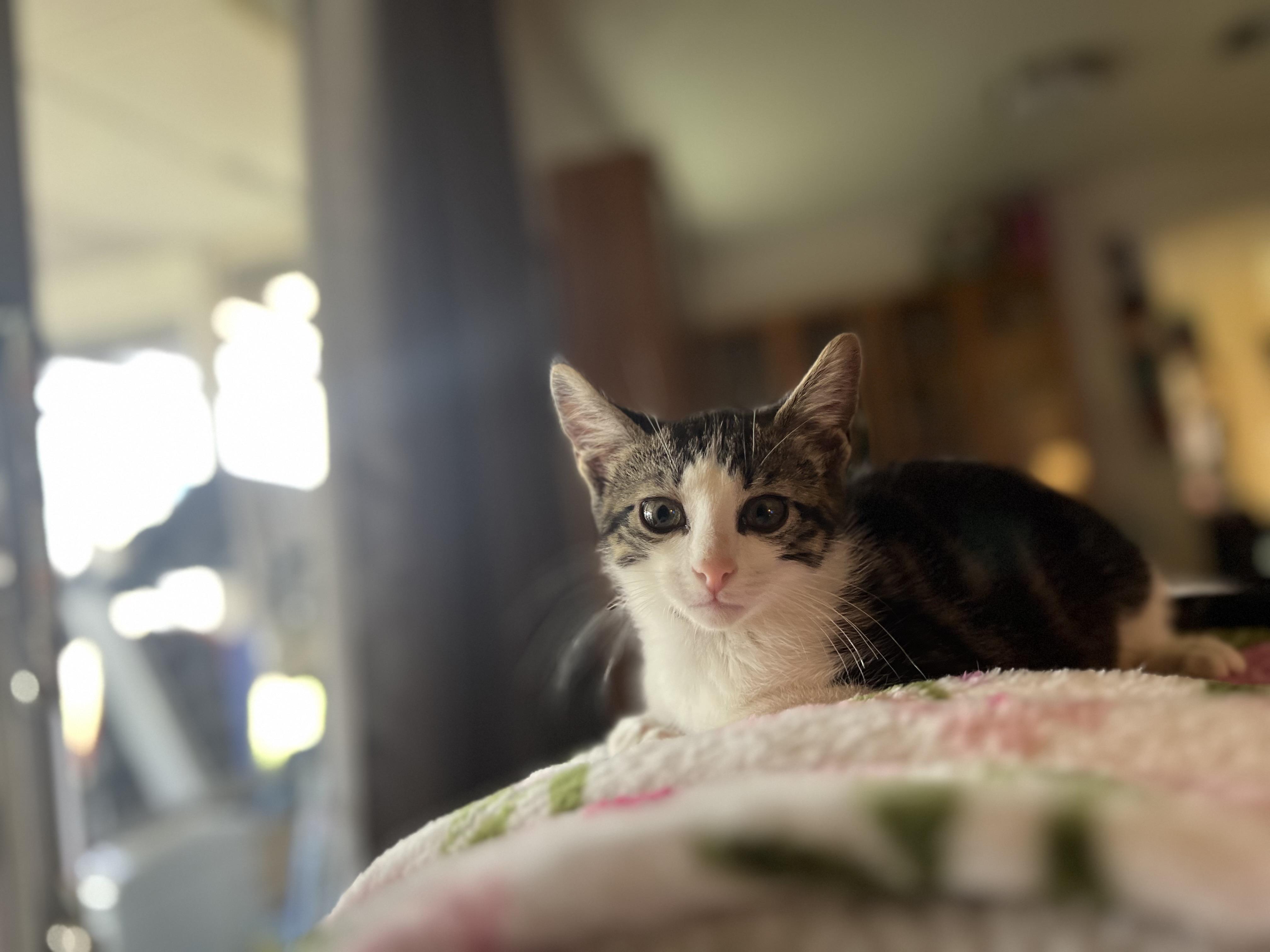 Enlarge Taz, a Adoptable Domestic Short Hair in Houston, TX image 1/1