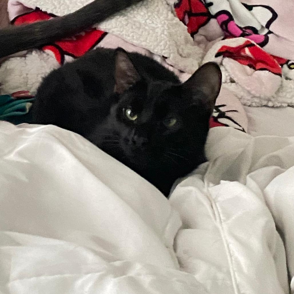 Taco bell, Adoptable, Young Male American Shorthair.