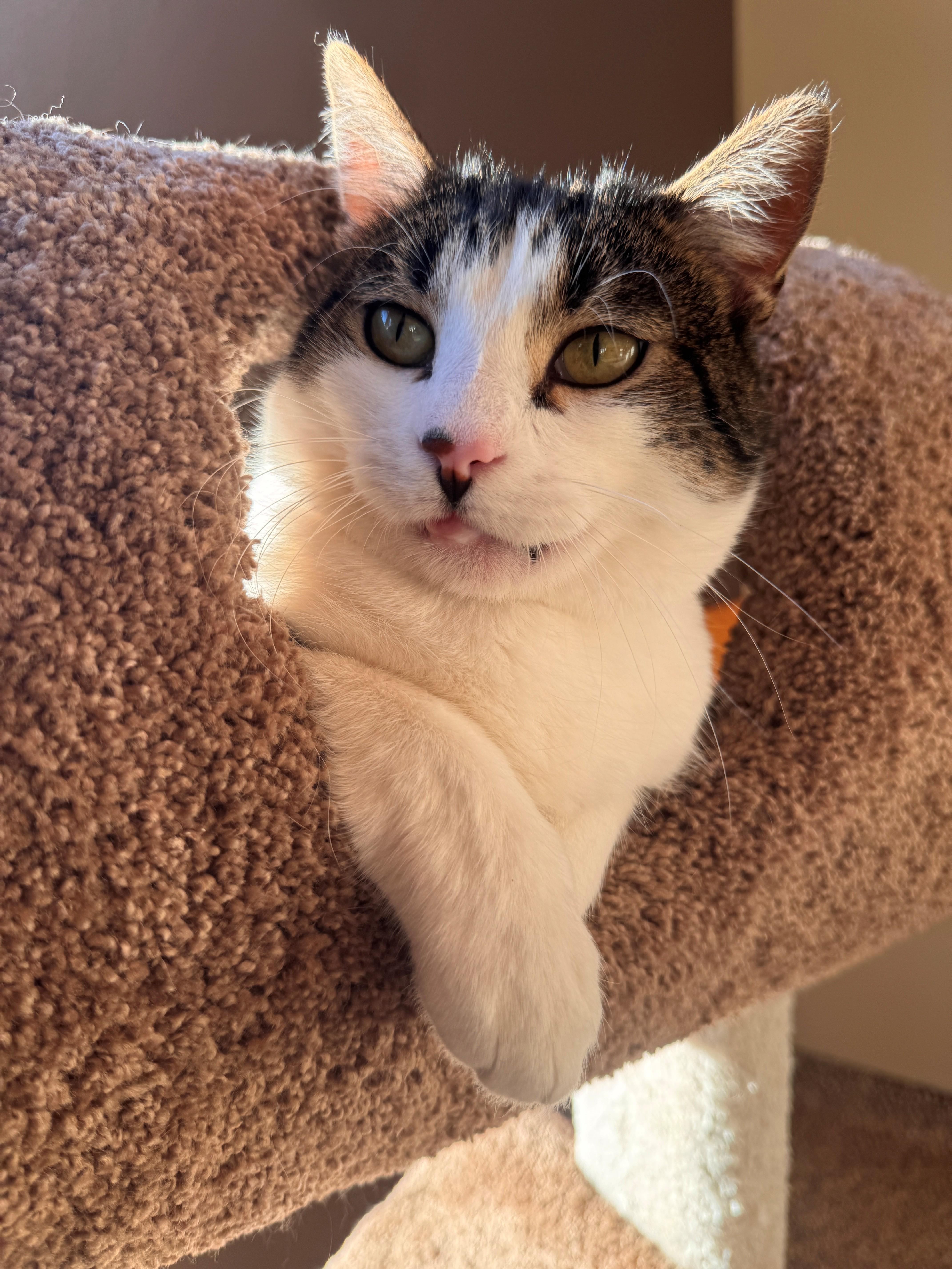 Jojo, Adoptable, Adult Male Domestic Short Hair.