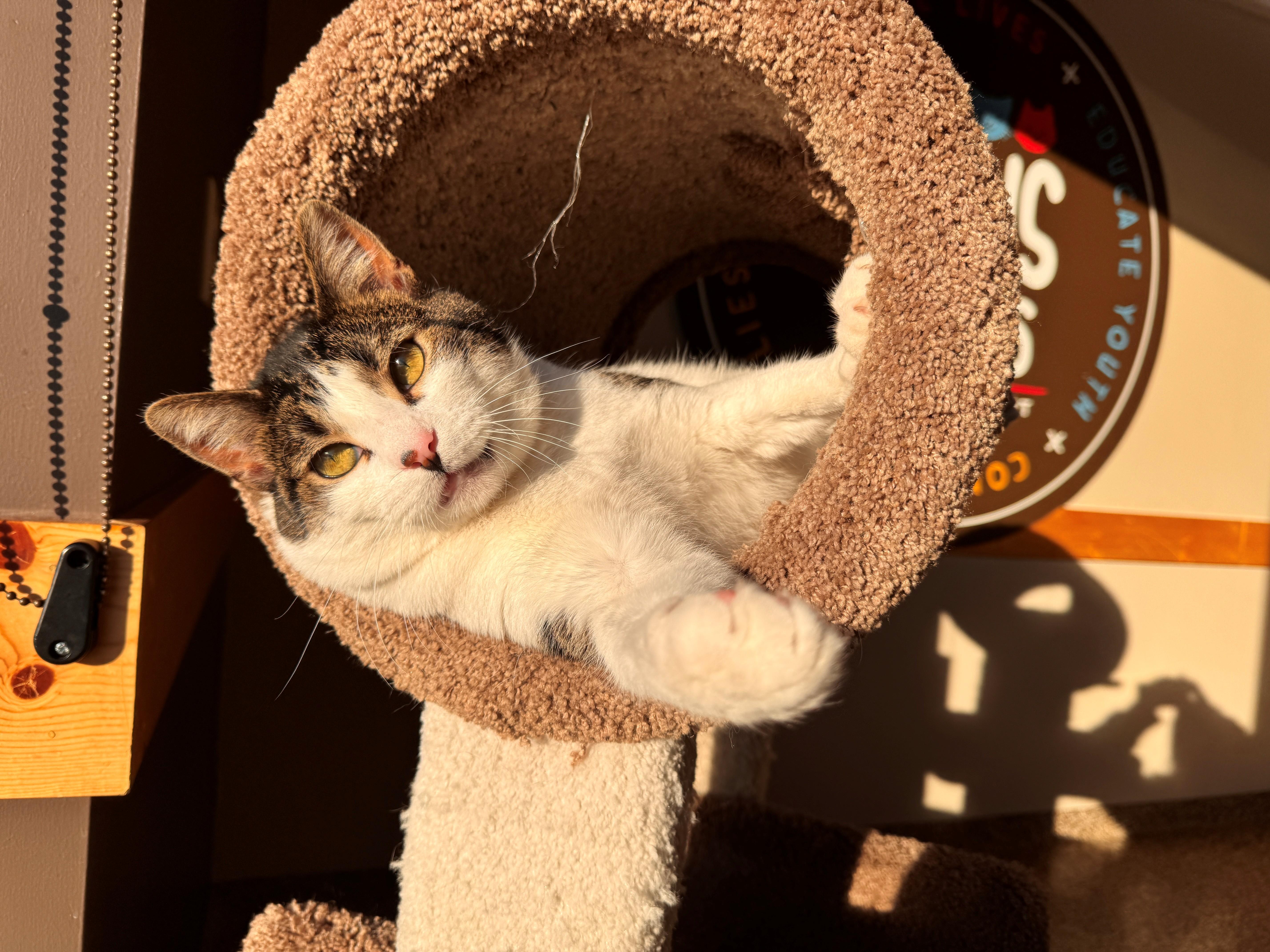 Enlarge Jojo, a Adoptable mixed breed in Hackensack, MN image 3/4