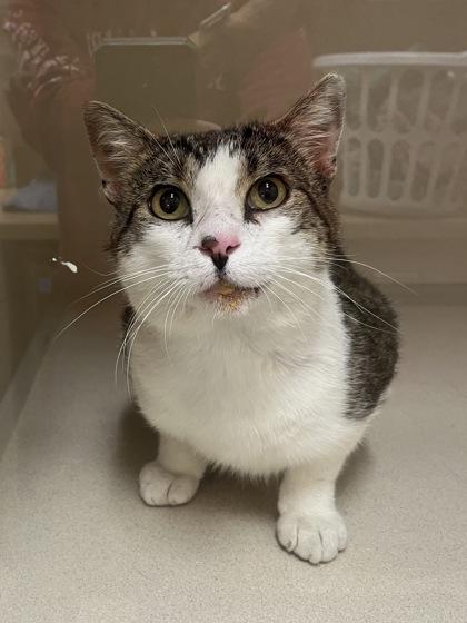 Jojo, an adoptable Domestic Short Hair in Hackensack, MN, 56452 | Photo Image 1
