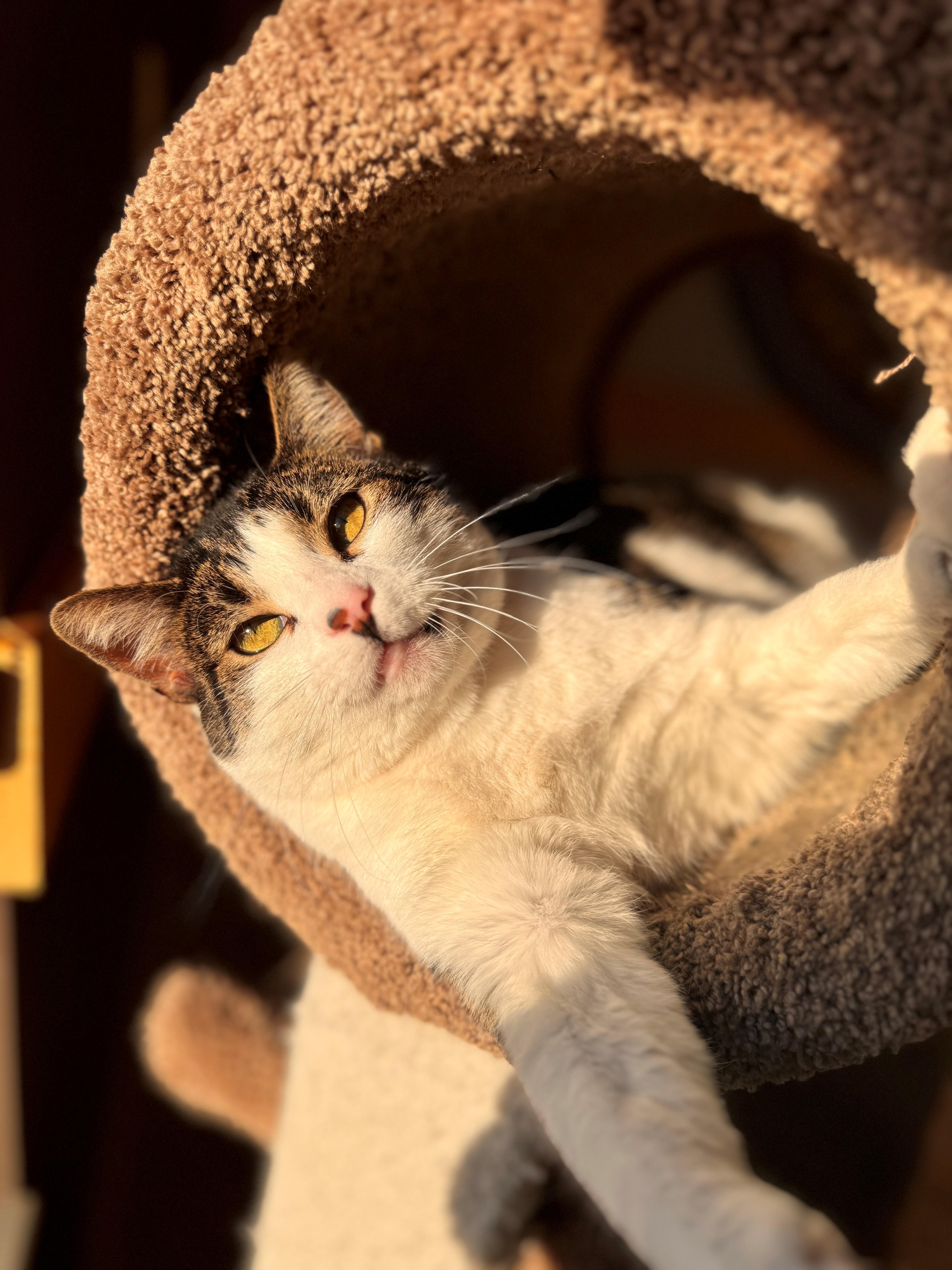 Enlarge Jojo, a Adoptable mixed breed in Hackensack, MN image 4/4