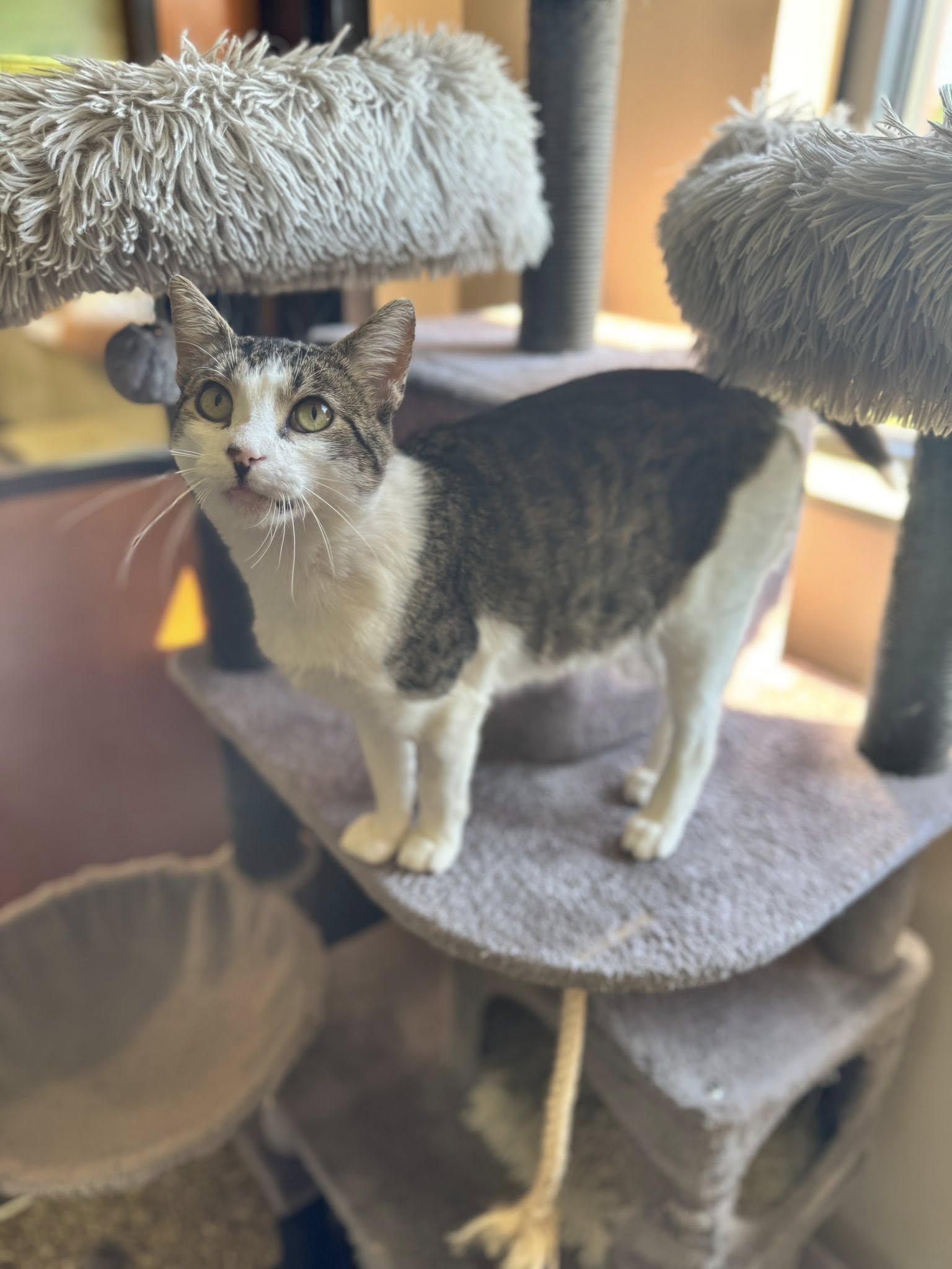 Jojo, an adoptable Domestic Short Hair in Hackensack, MN, 56452 | Photo Image 2