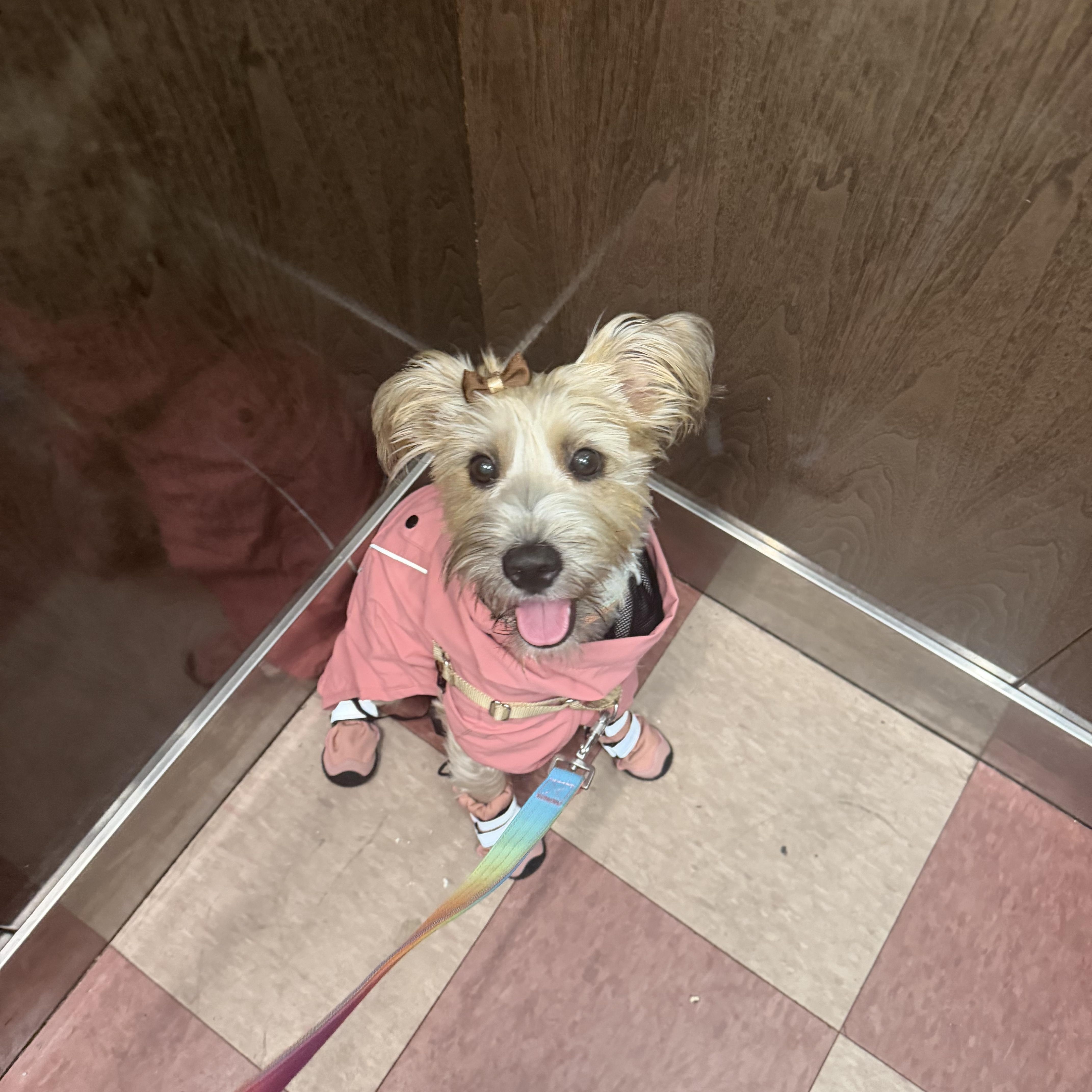 Enlarge Candy, a Adoptable mixed breed in Newark, NJ image 2/4