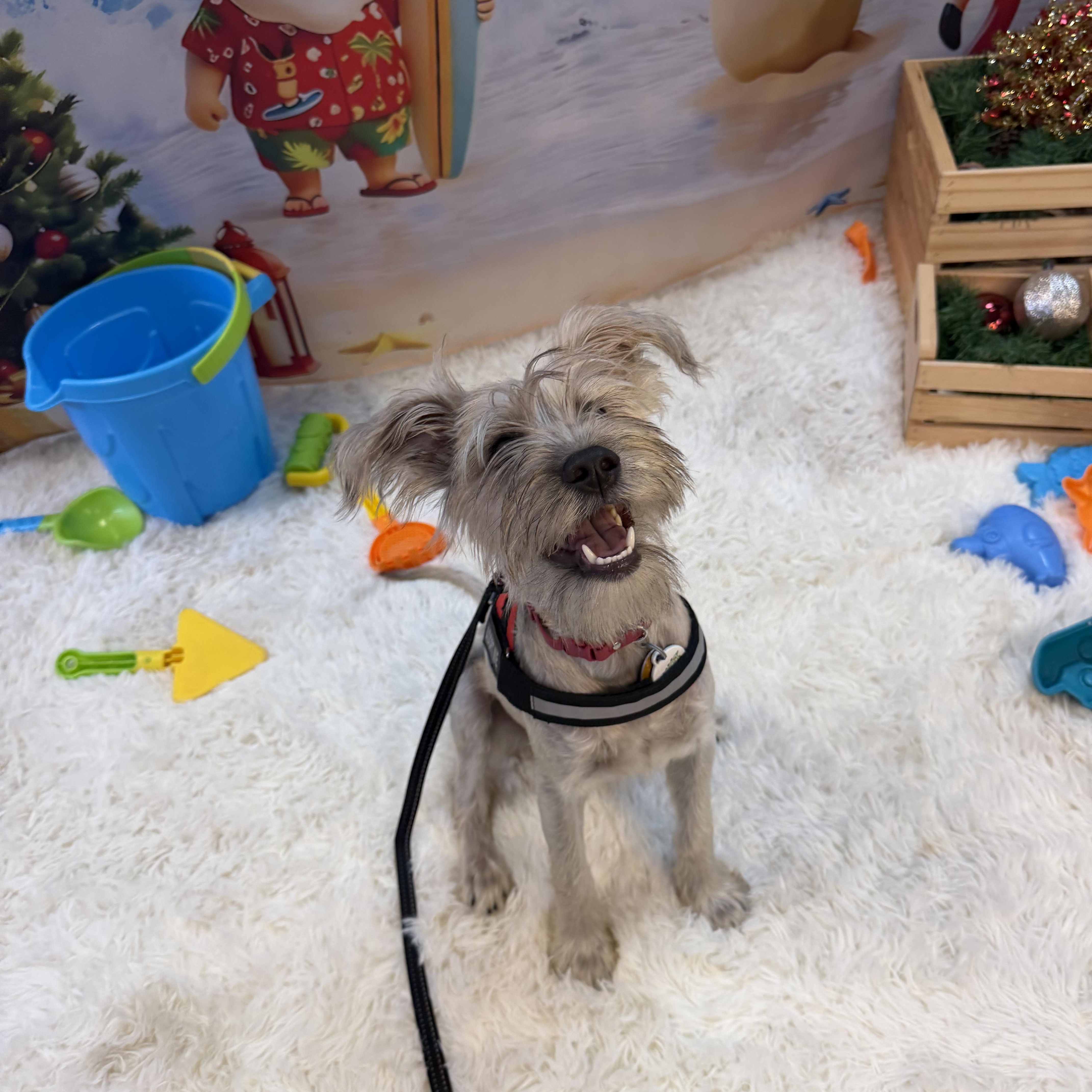 Enlarge Candy, a Adoptable mixed breed in Newark, NJ image 4/4