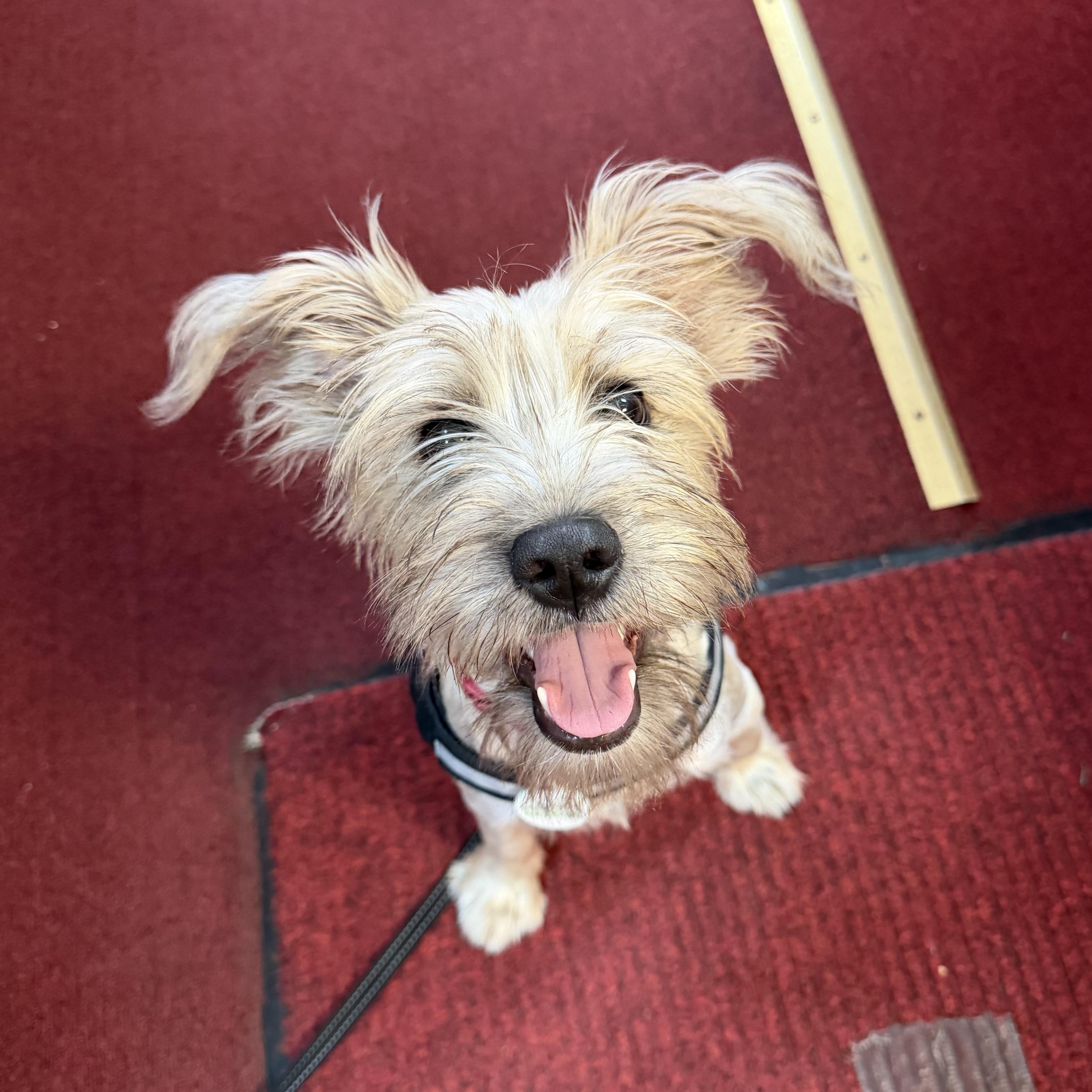 Candy, Adoptable, Young Female Border Terrier & Cairn Terrier.