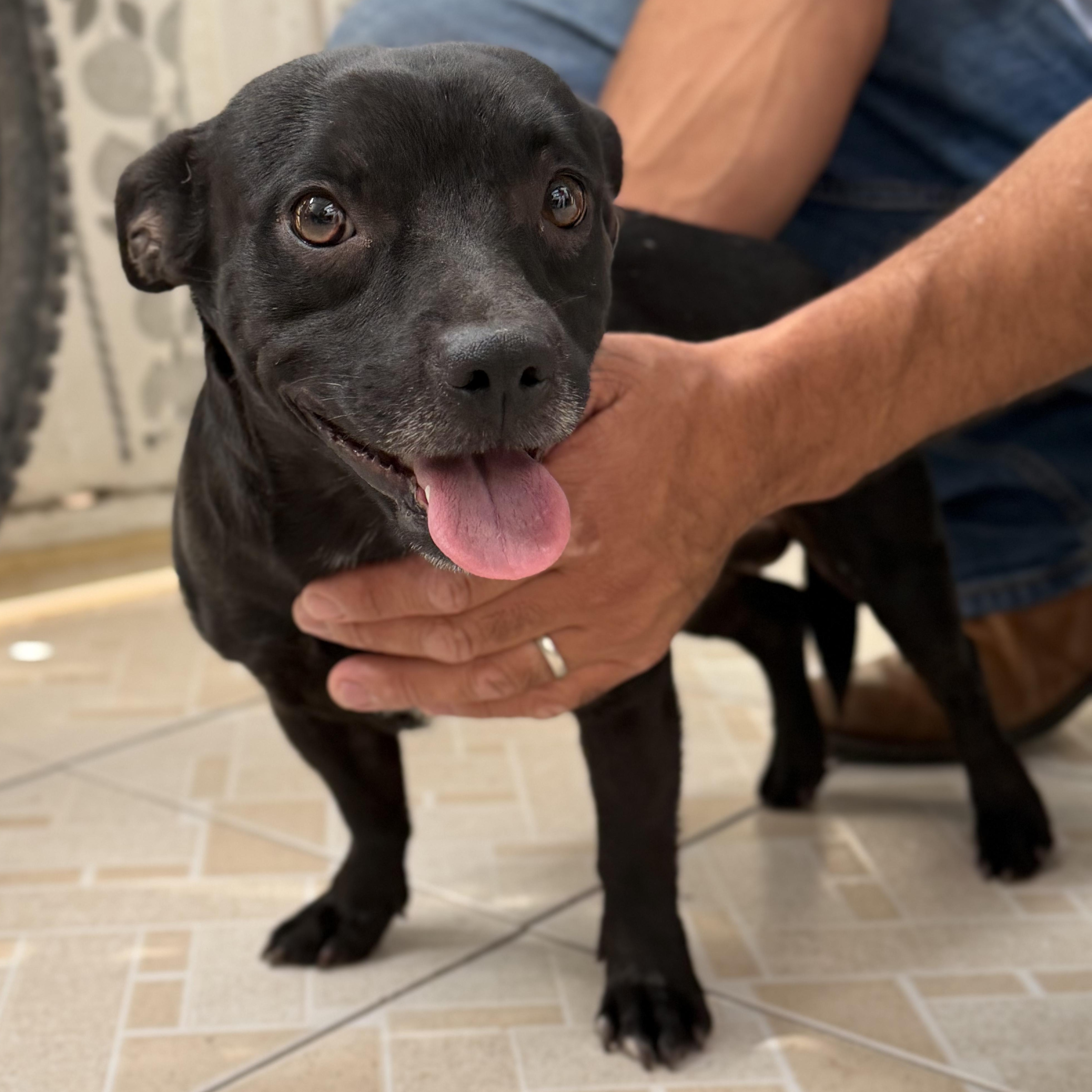 Enlarge Tito, a Adoptable mixed breed in Manvel, TX image 4/6