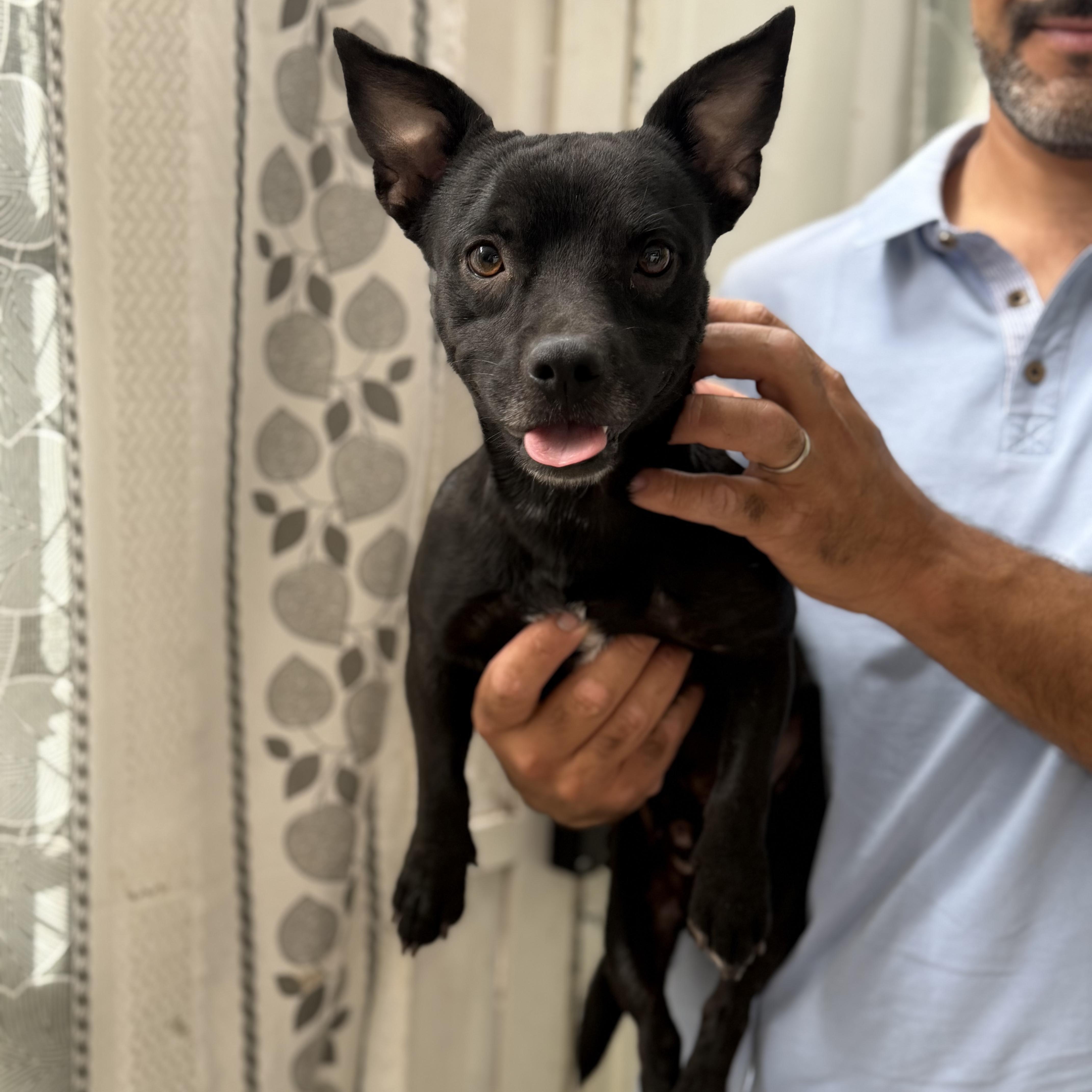 Tito, Adoptable, Young Male Terrier & Patterdale Terrier / Fell Terrier.