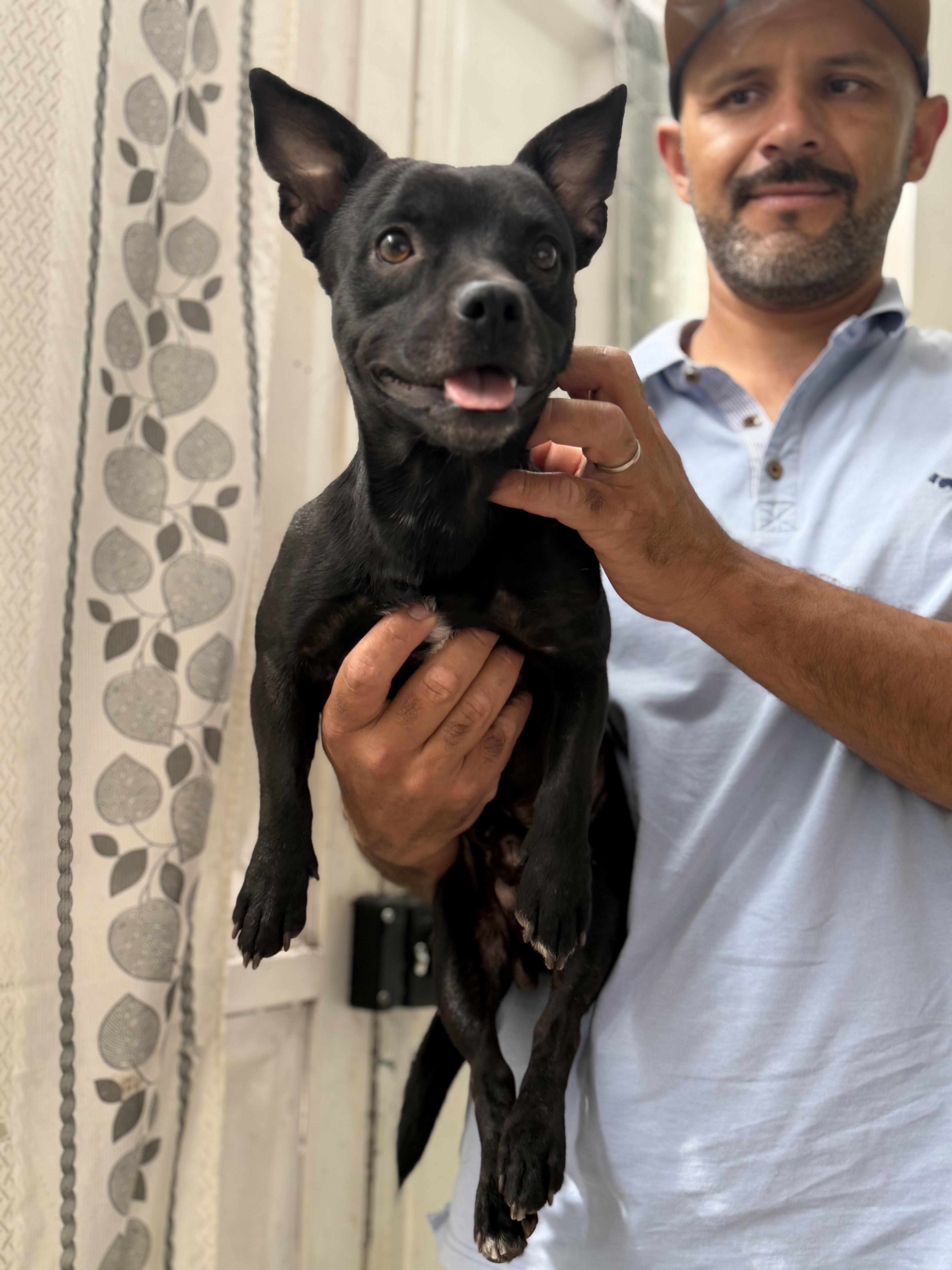 Enlarge Tito, a Adoptable mixed breed in Manvel, TX image 5/6