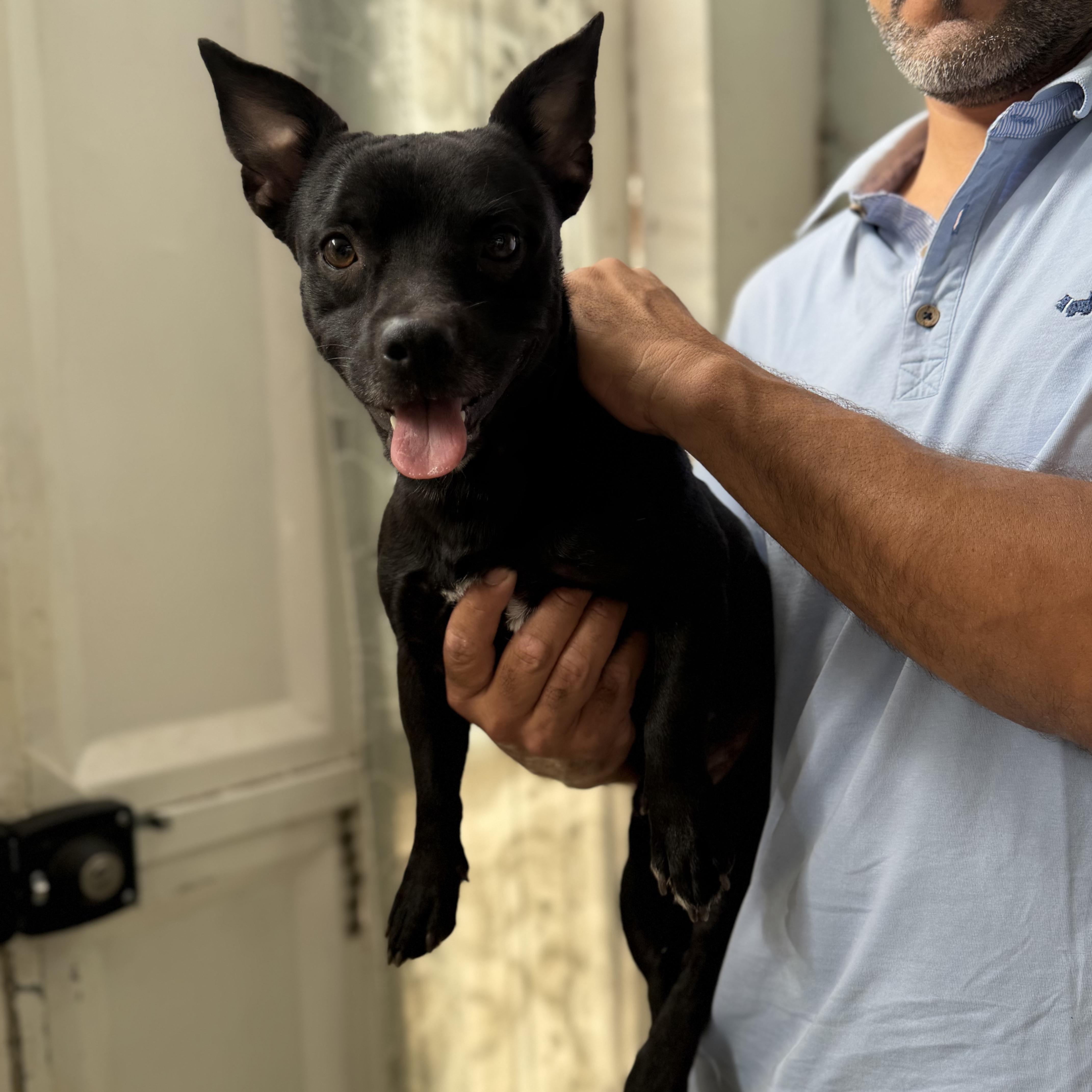 Enlarge Tito, a Adoptable mixed breed in Manvel, TX image 6/6