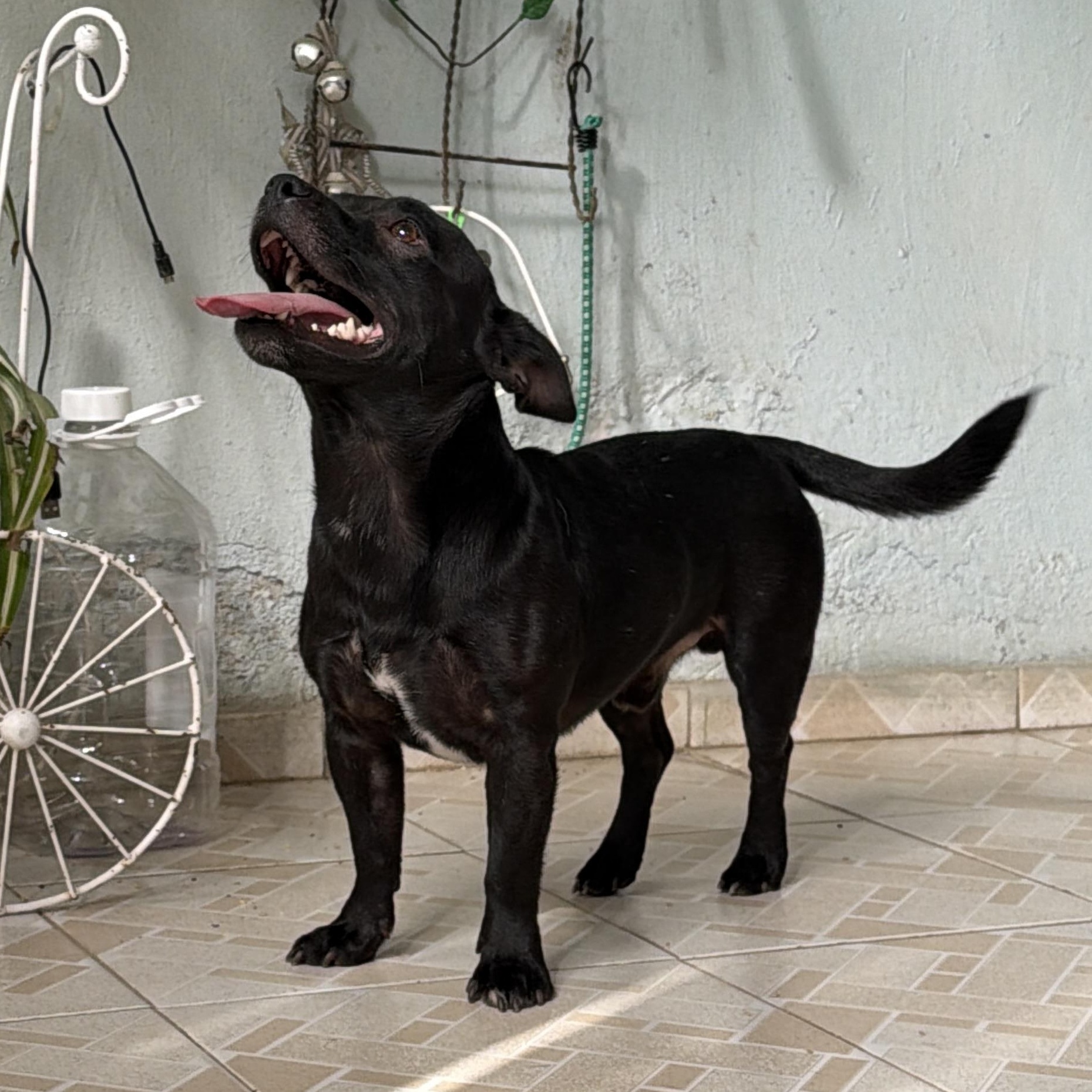 Enlarge Tito, a Adoptable mixed breed in Manvel, TX image 3/6