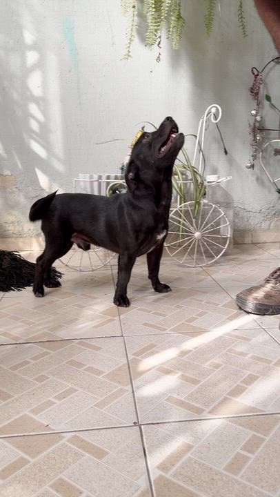 Enlarge Tito, a Adoptable mixed breed in Manvel, TX video 2/6
