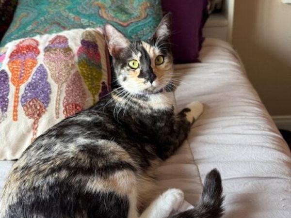 Happy Hour, Adoptable, Adult Female Calico & Domestic Short Hair.