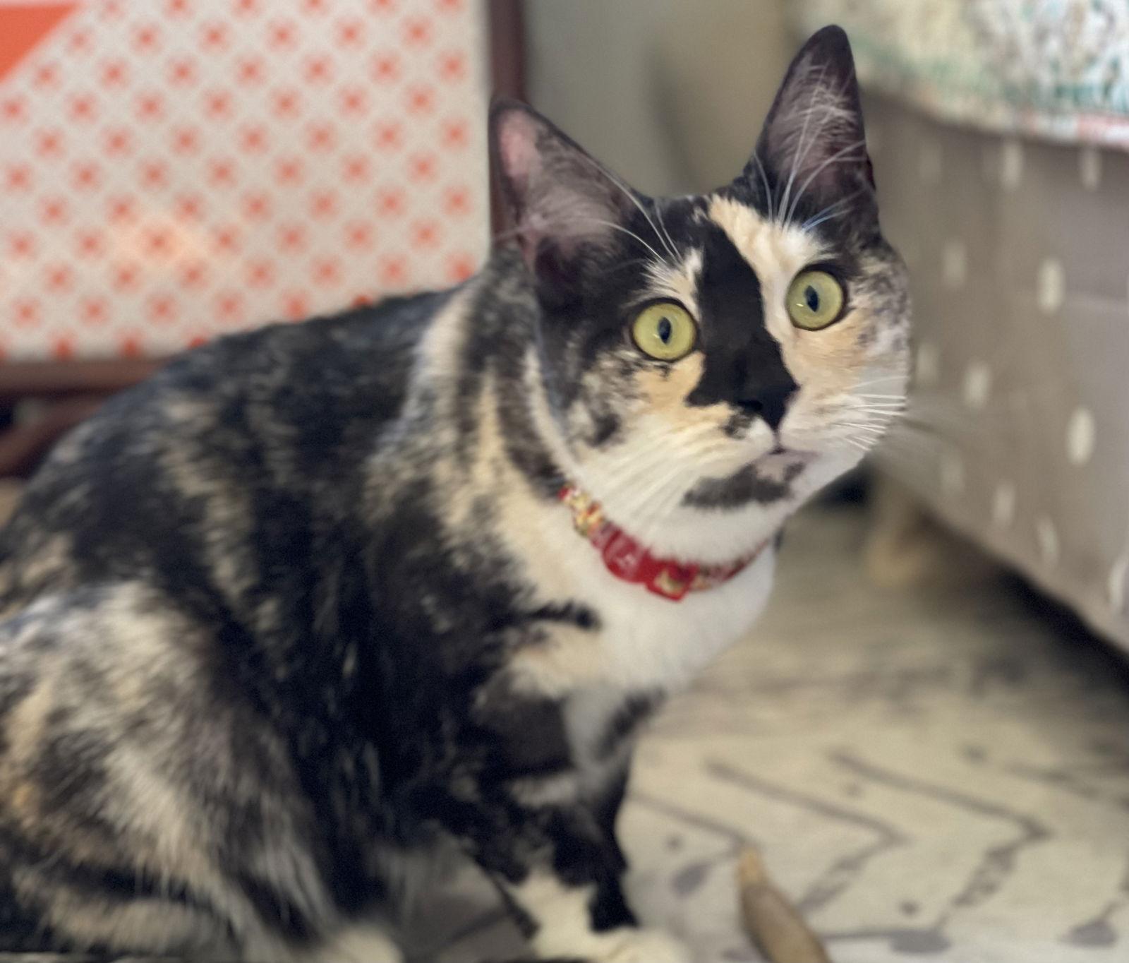 Enlarge Happy Hour, a Adoptable mixed breed in Laguna Niguel, CA image 2/3