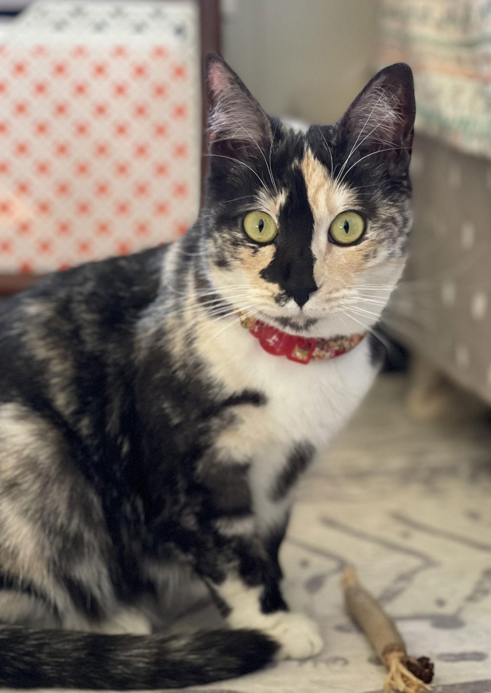 Enlarge Happy Hour, a Adoptable mixed breed in Laguna Niguel, CA image 3/3