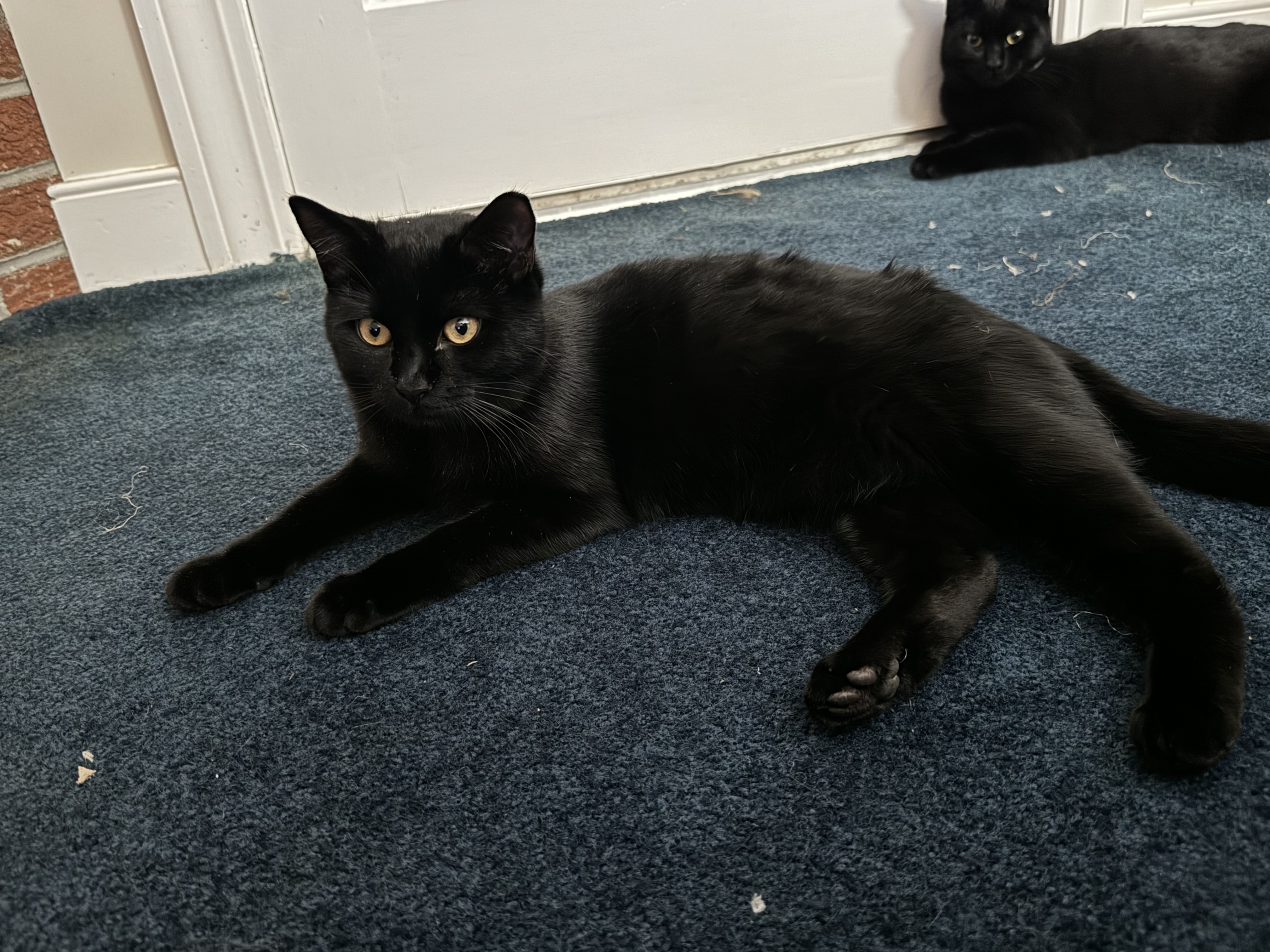 Enlarge Dia, a Adoptable Domestic Short Hair in Aylett, VA image 1/5