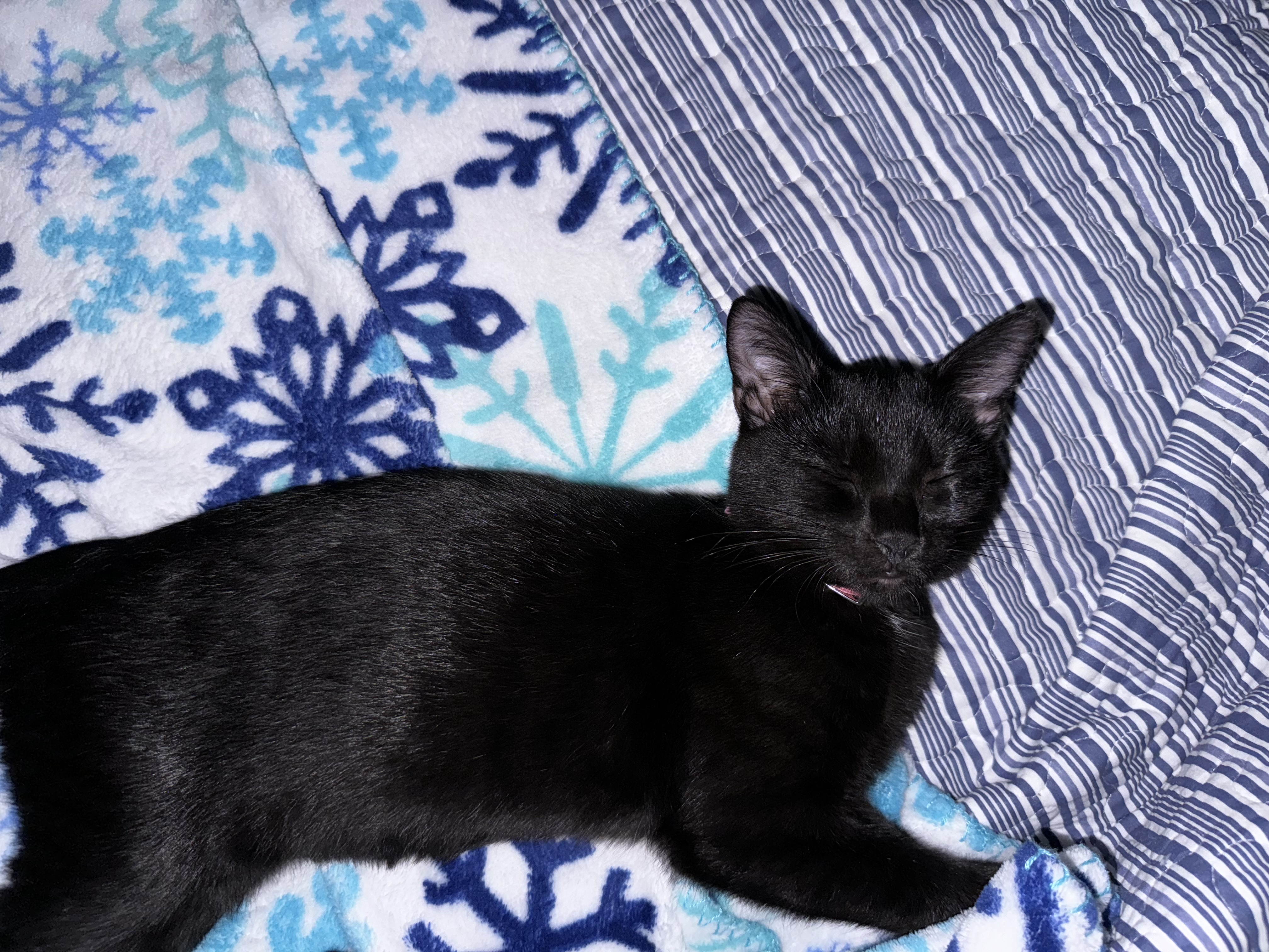 Enlarge Dia, a Adoptable Domestic Short Hair in Aylett, VA image 2/5