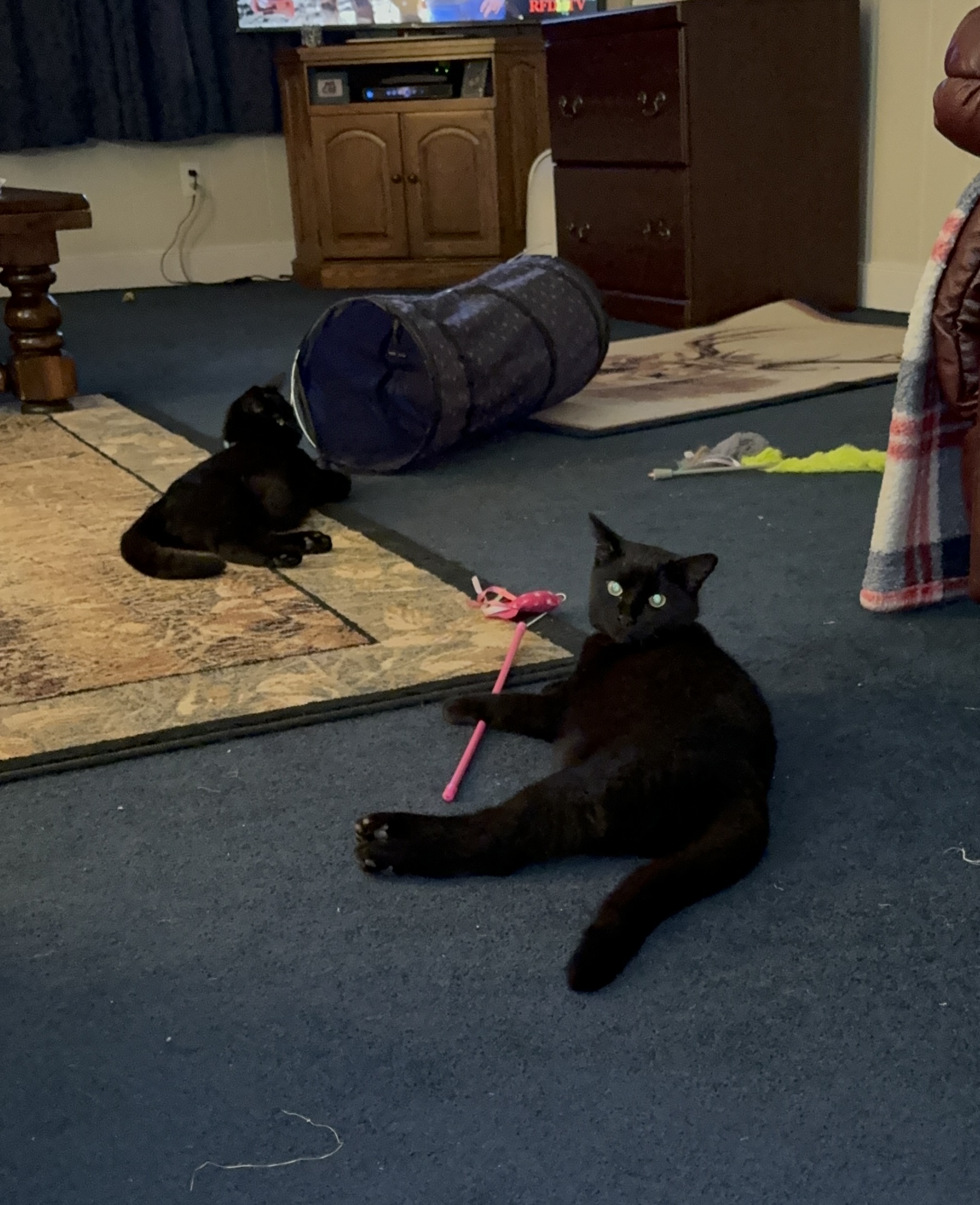 Enlarge Dia, a Adoptable Domestic Short Hair in Aylett, VA image 3/5