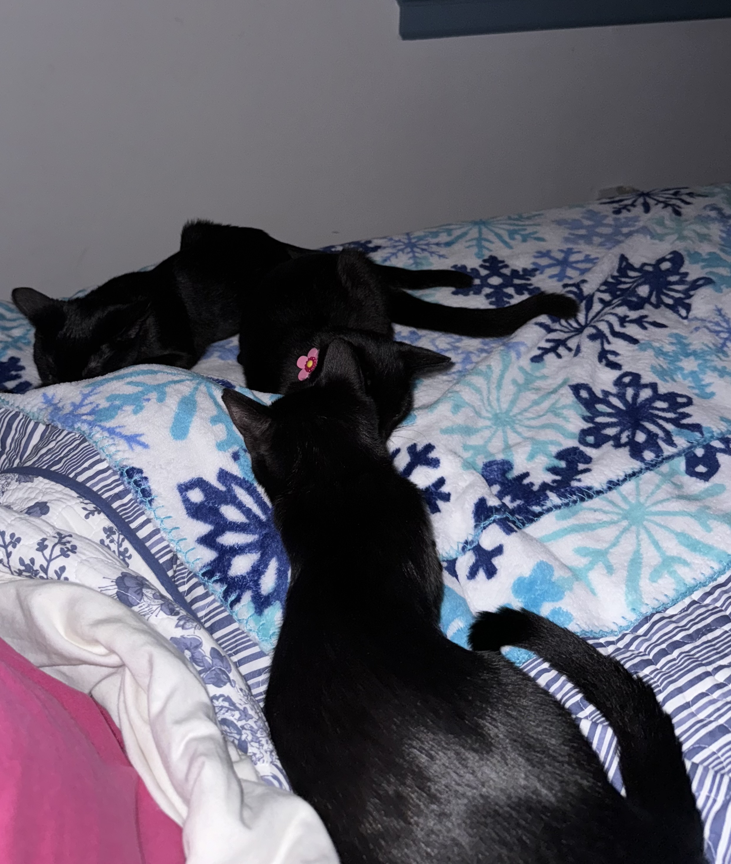 Enlarge Dia, a Adoptable Domestic Short Hair in Aylett, VA image 5/5