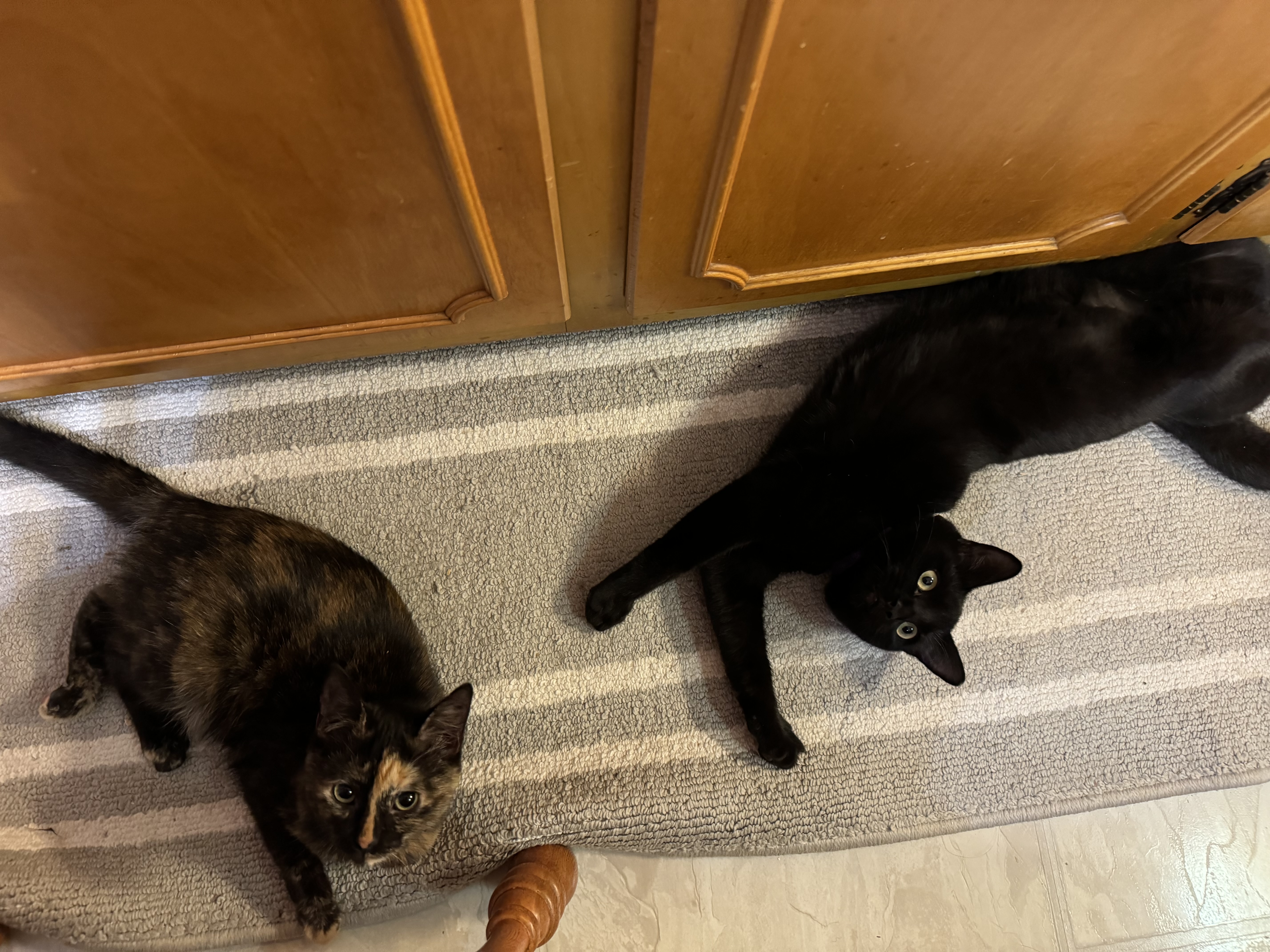 Enlarge Dia, a Adoptable Domestic Short Hair in Aylett, VA image 4/5