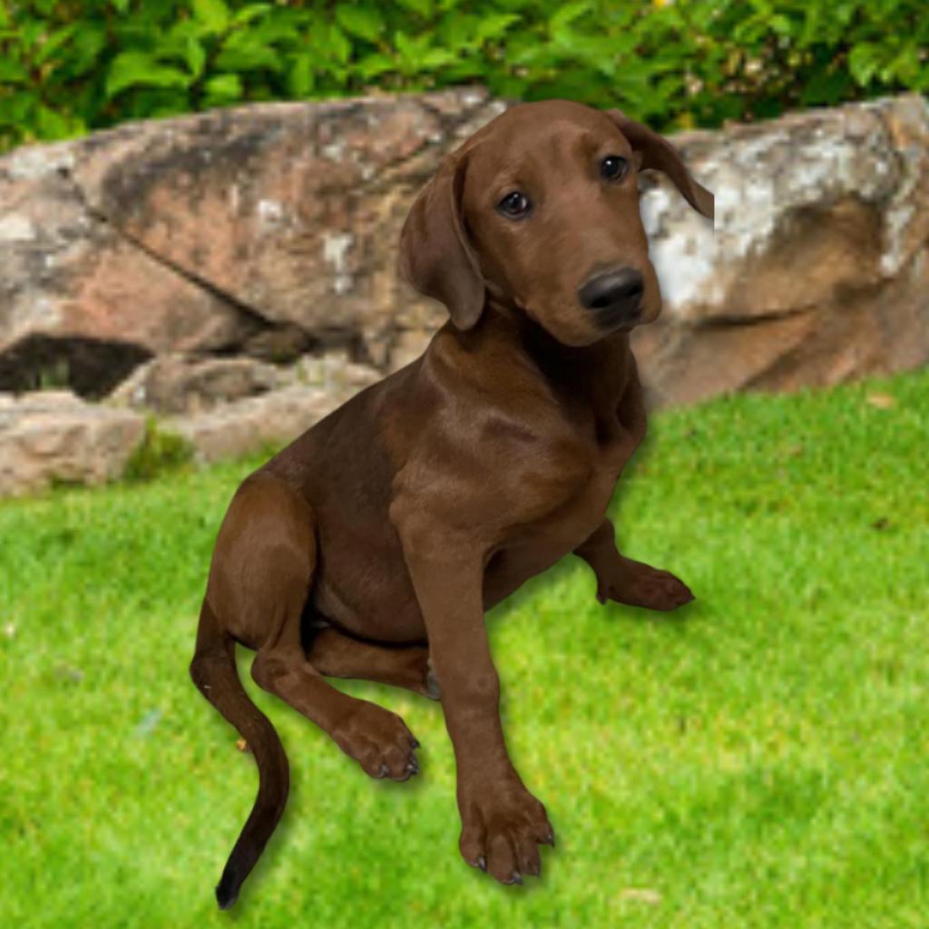 Enlarge Otter, a Adoptable Mixed Breed in Hemet, CA image 1/3