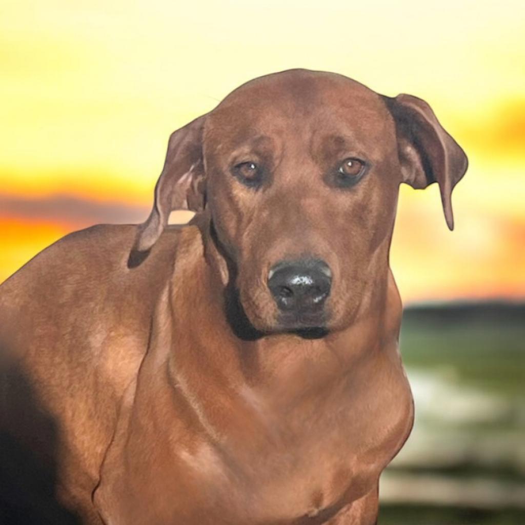 Enlarge Otter, a Adoptable Mixed Breed in Hemet, CA image 2/3