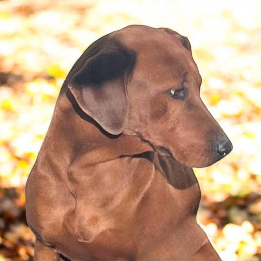 Enlarge Otter, a Adoptable Mixed Breed in Hemet, CA image 3/3