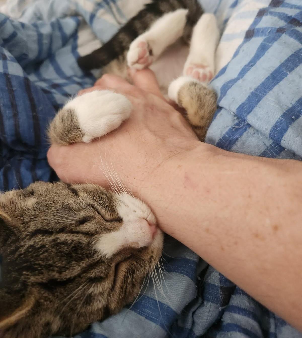 Keelo, a Adoptable Tabby in Beckley, WV image 6/6