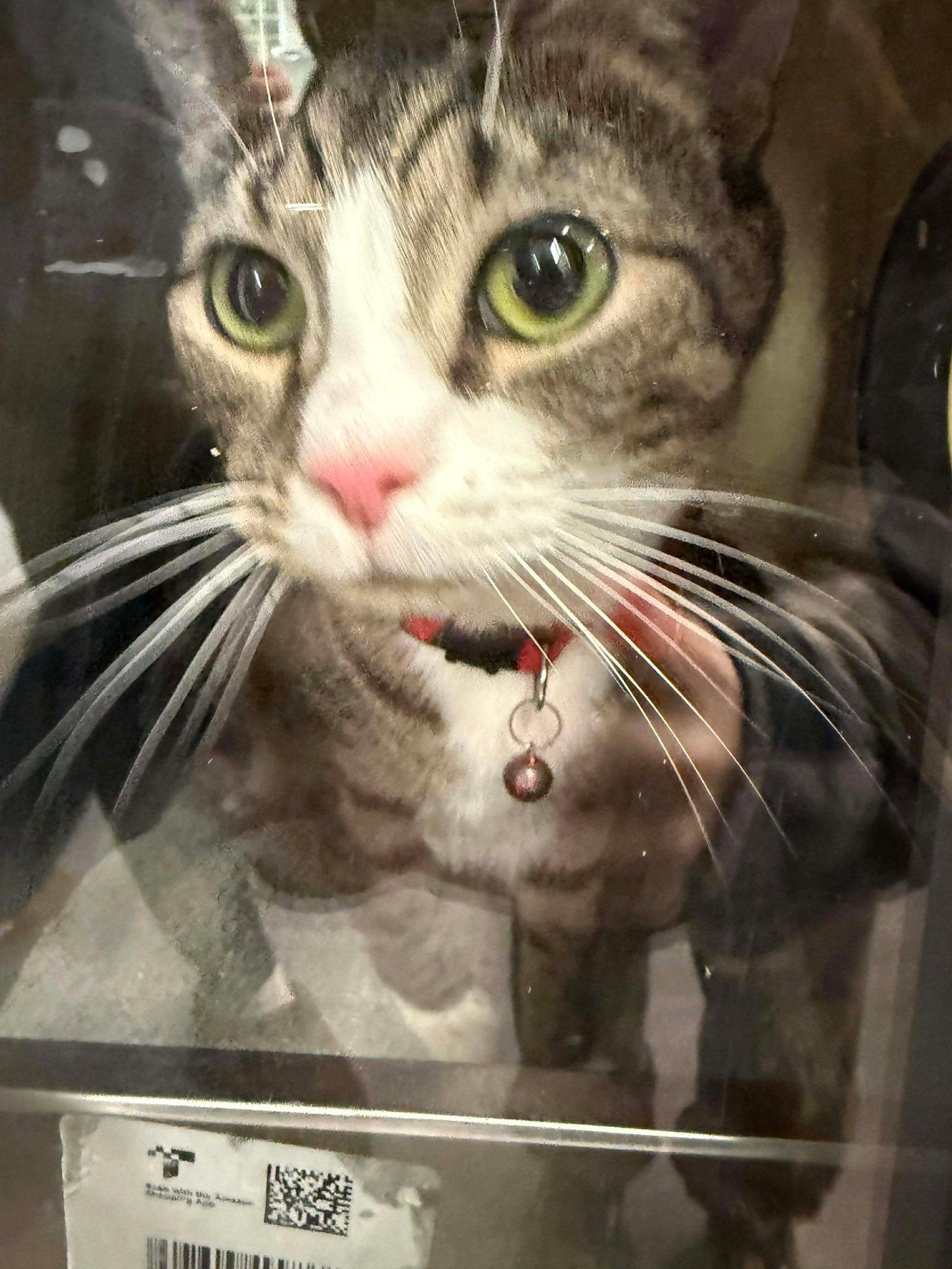 Keelo, a Adoptable Tabby in Beckley, WV image 2/6