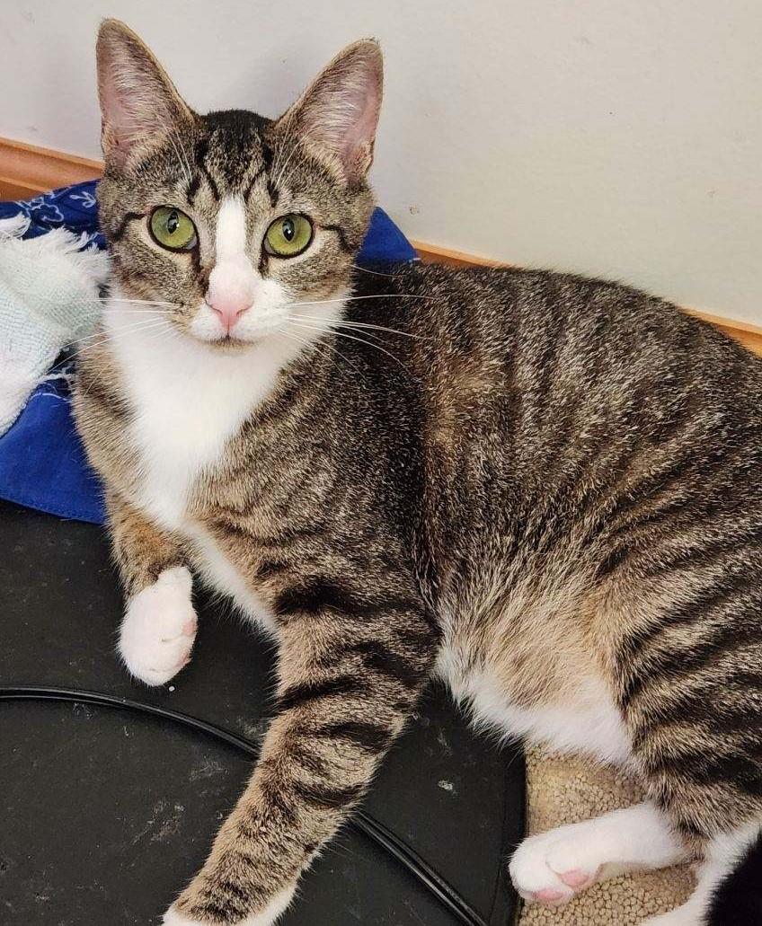 Keelo, a Adoptable Tabby in Beckley, WV image 5/6