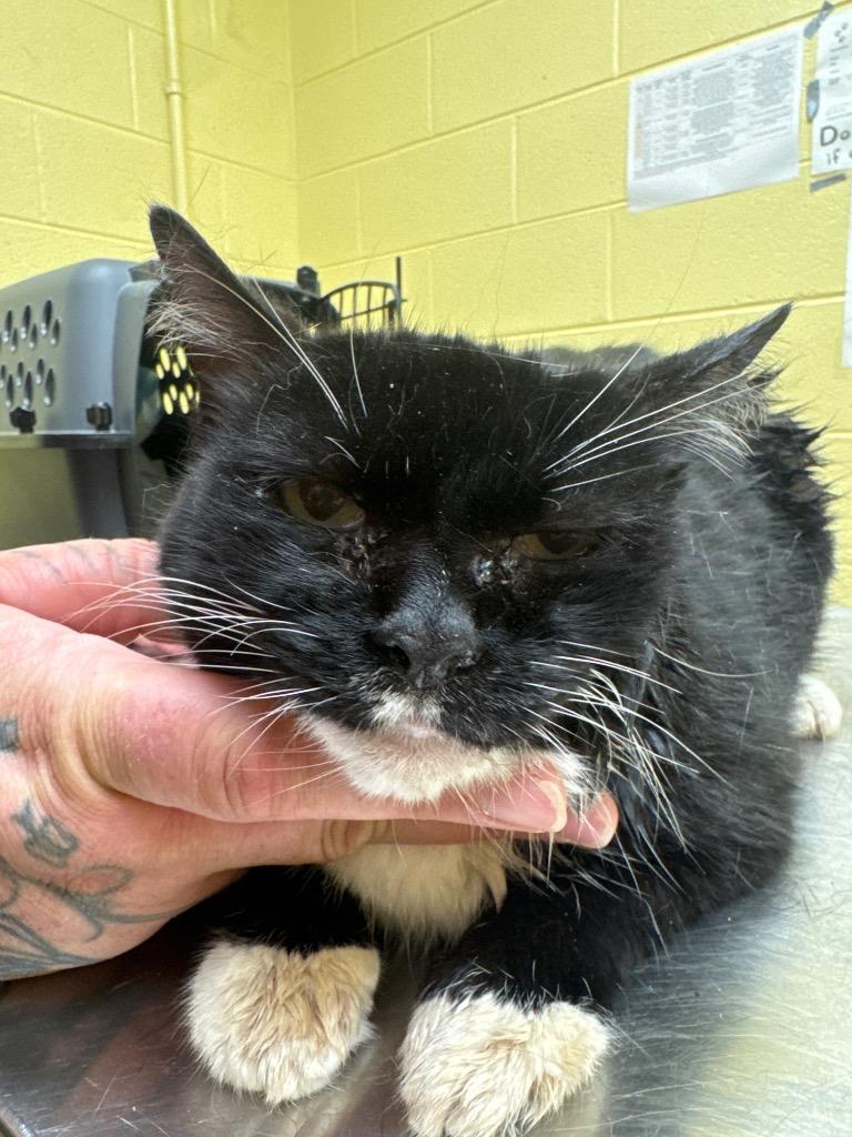 Wilma, Adoptable, Adult Female Domestic Short Hair.