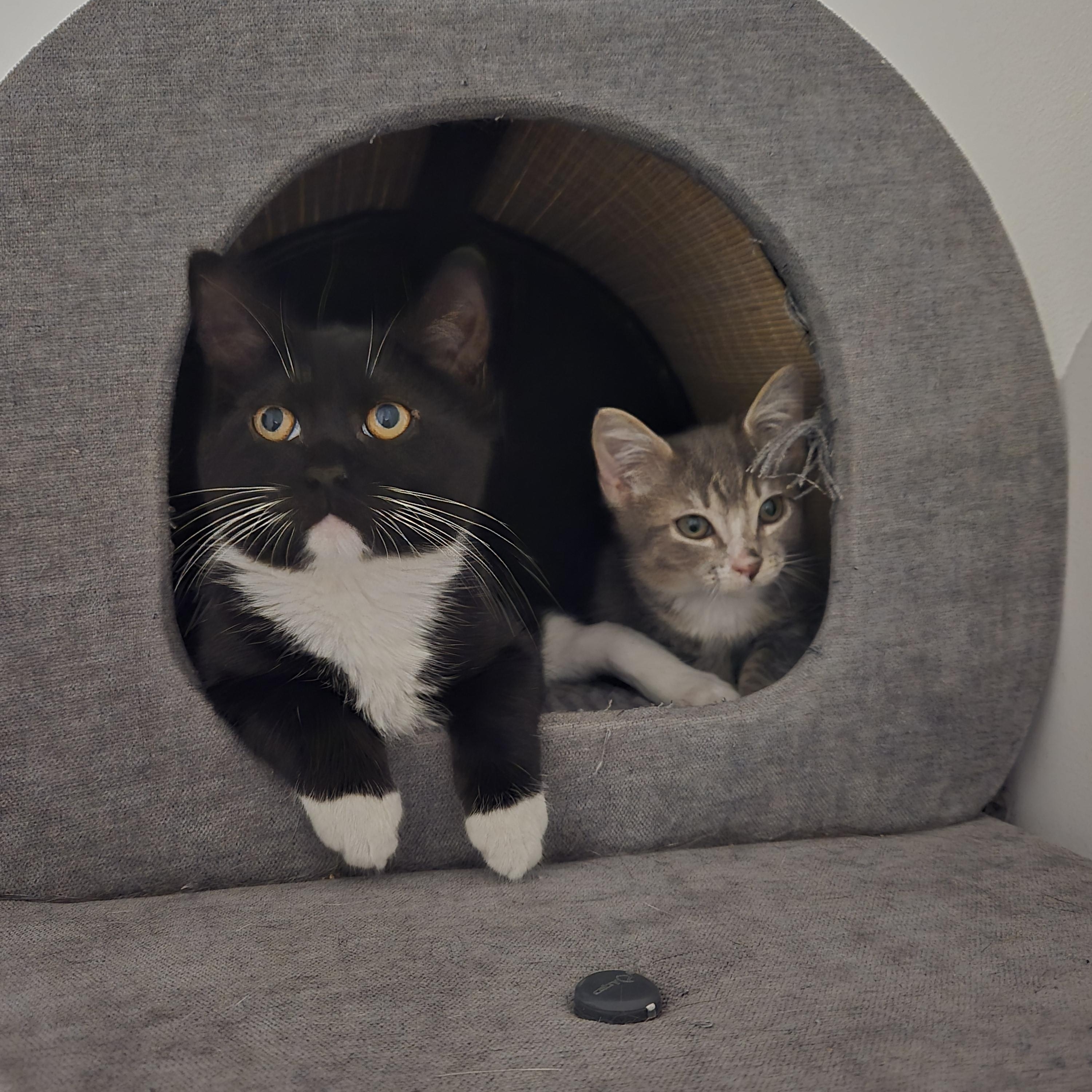 Enlarge Ariel, a Adoptable Domestic Short Hair in South Amboy, NJ image 3/3