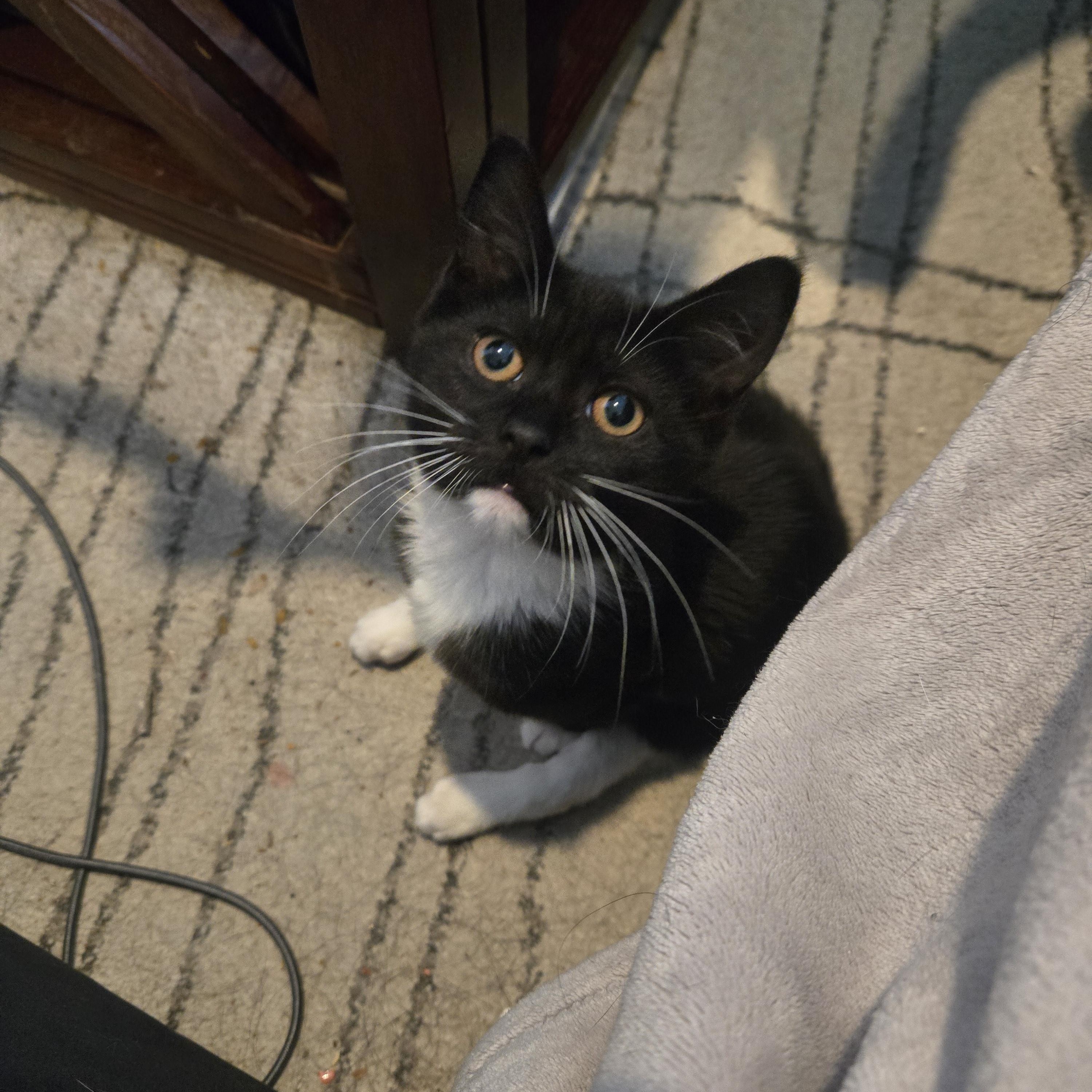 Enlarge Ariel, a Adoptable Domestic Short Hair in South Amboy, NJ image 2/3