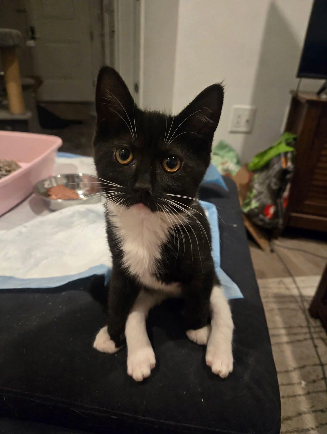 Ariel, Adoptable, Kitten Female Domestic Short Hair.