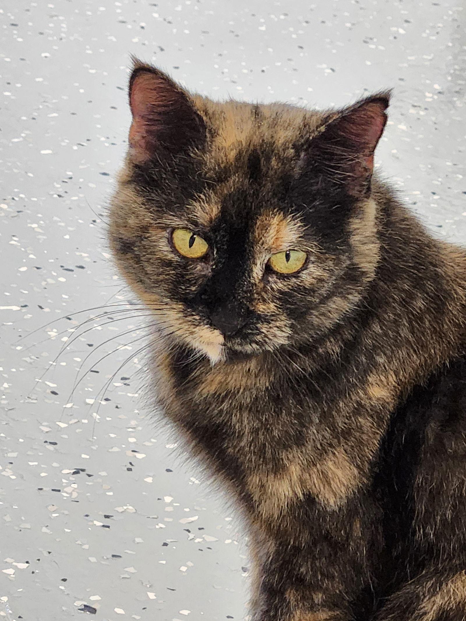 Enlarge Freckles, a Adoptable Domestic Short Hair in Greenville, IL image 1/1