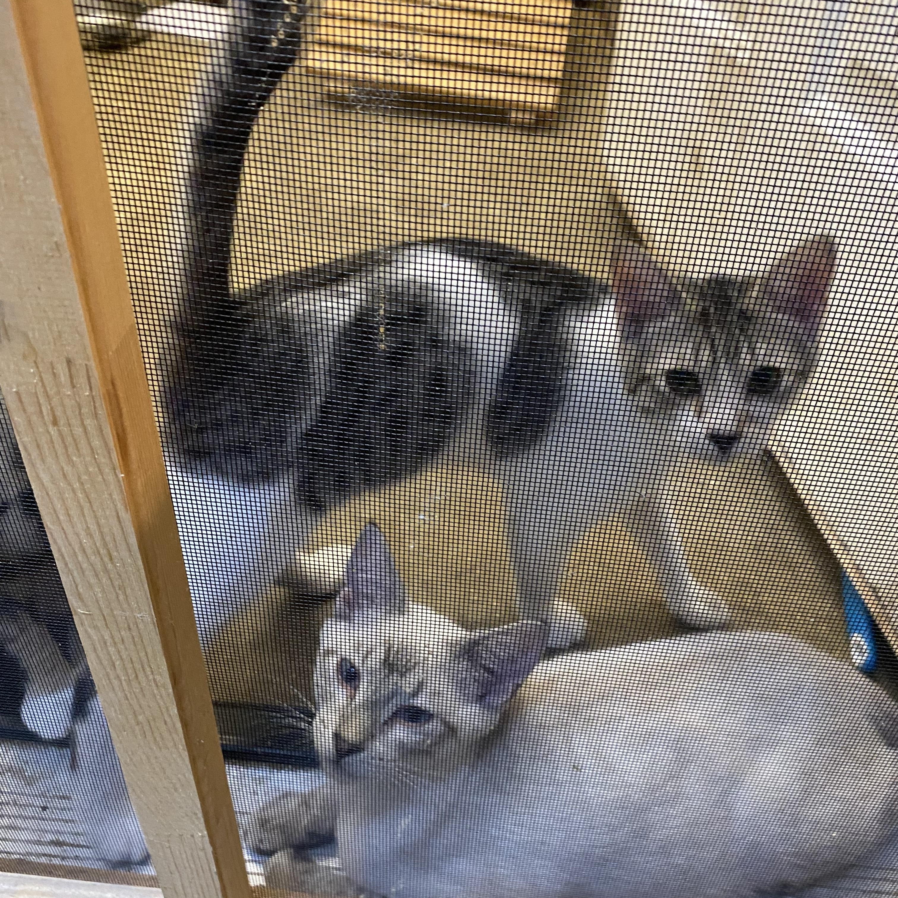 Maestro, Adoptable, Kitten Male Tabby.