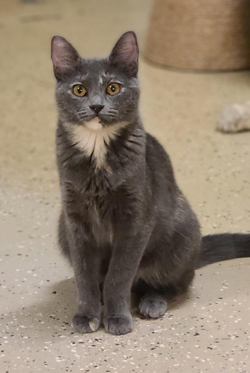 Enlarge Milkshake, a Adoptable mixed breed in Wilmington, NC image 2/3