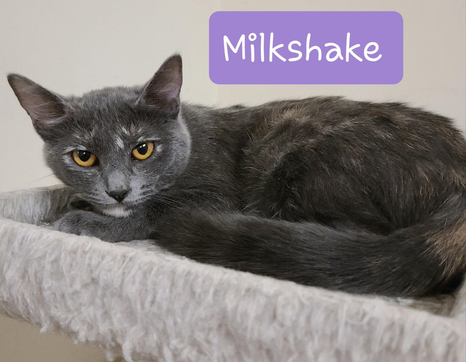 Enlarge Milkshake, a Adoptable mixed breed in Wilmington, NC image 3/3