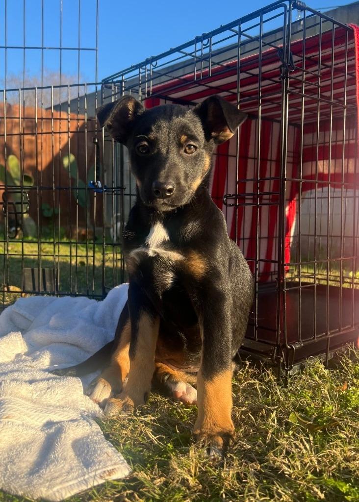 Stella, Adopted, Puppy Female Shepherd.