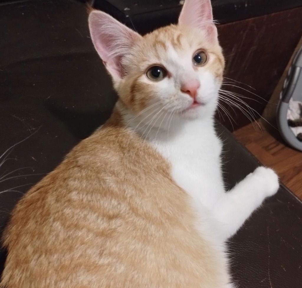 Felix, Adoptable, Young Male Domestic Short Hair.