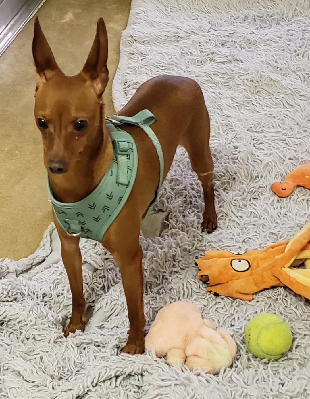 Enlarge Keswick, a ADOPTABLE Miniature Pinscher in Middlebury, IN image 2/2