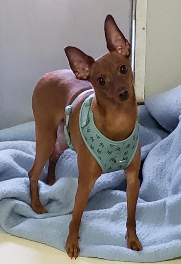 Enlarge Keswick, a ADOPTABLE Miniature Pinscher in Middlebury, IN image 1/2