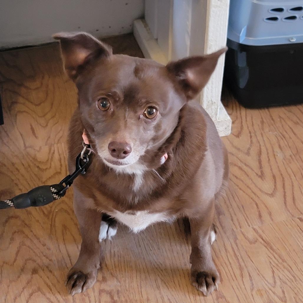 Enlarge Boo **Off-Site Foster Home**, a Adoptable Mixed Breed in Troy, IL image 1/1