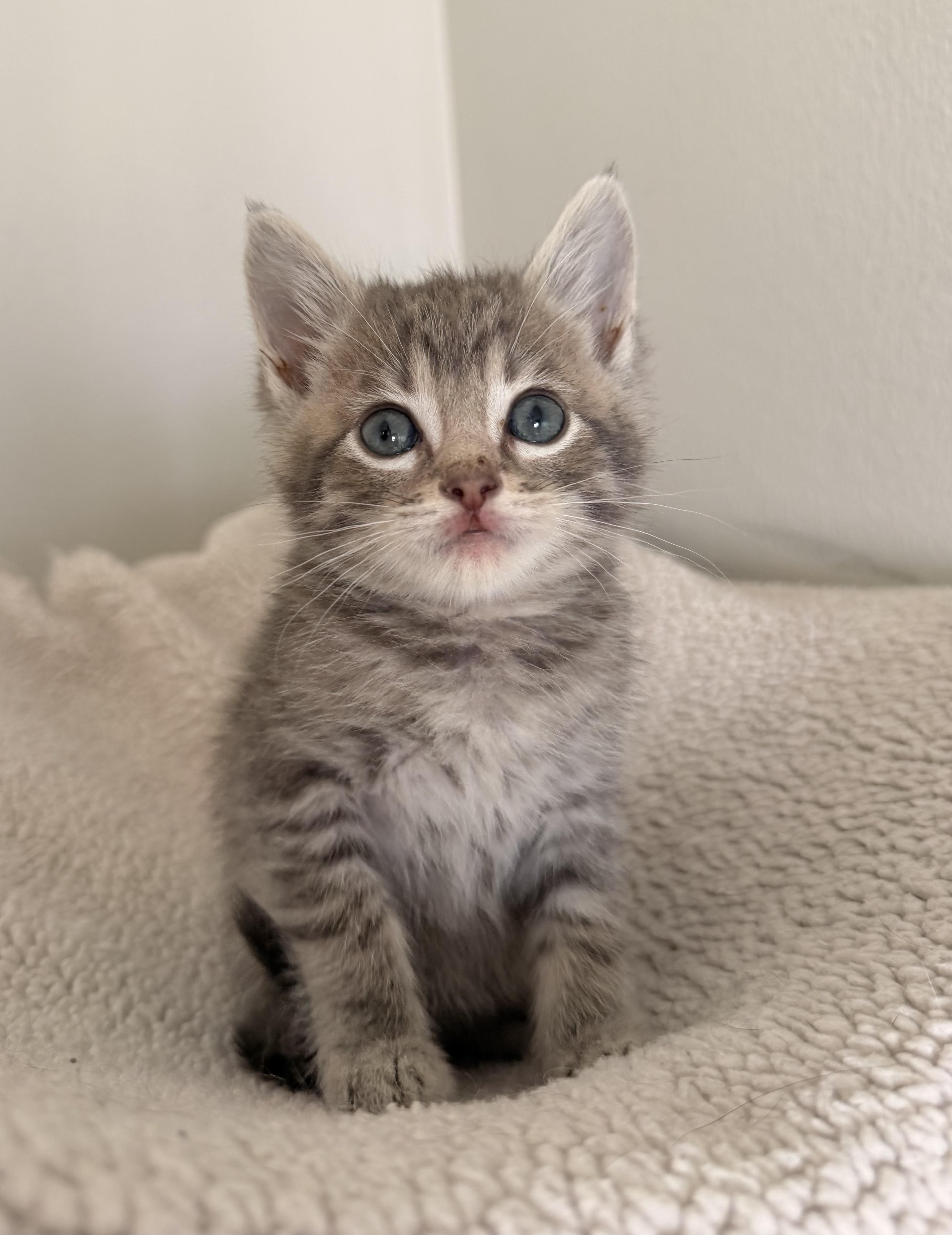 Koda, Adoptable, Kitten Male Domestic Short Hair.