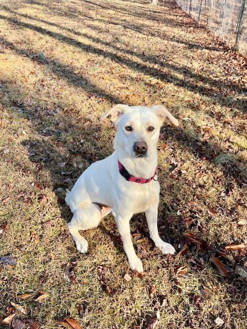 Enlarge Opal, a Adoptable mixed breed in Mocksville, NC image 2/6