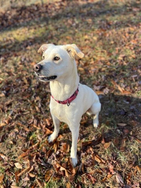 Enlarge Opal, a Adoptable mixed breed in Mocksville, NC image 3/6