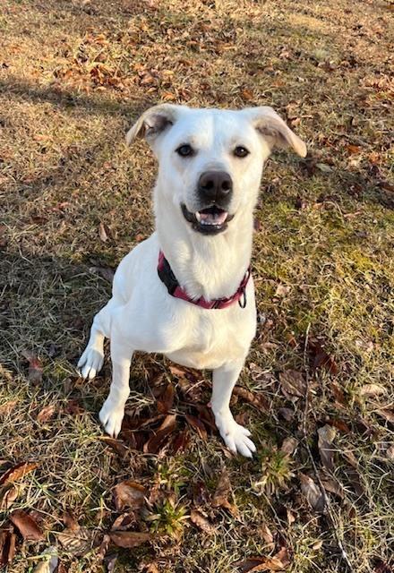 Enlarge Opal, a Adoptable mixed breed in Mocksville, NC image 4/6