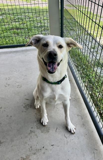 Enlarge Opal, a Adoptable mixed breed in Mocksville, NC image 1/3