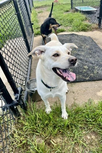 Enlarge Opal, a Adoptable mixed breed in Mocksville, NC image 2/3